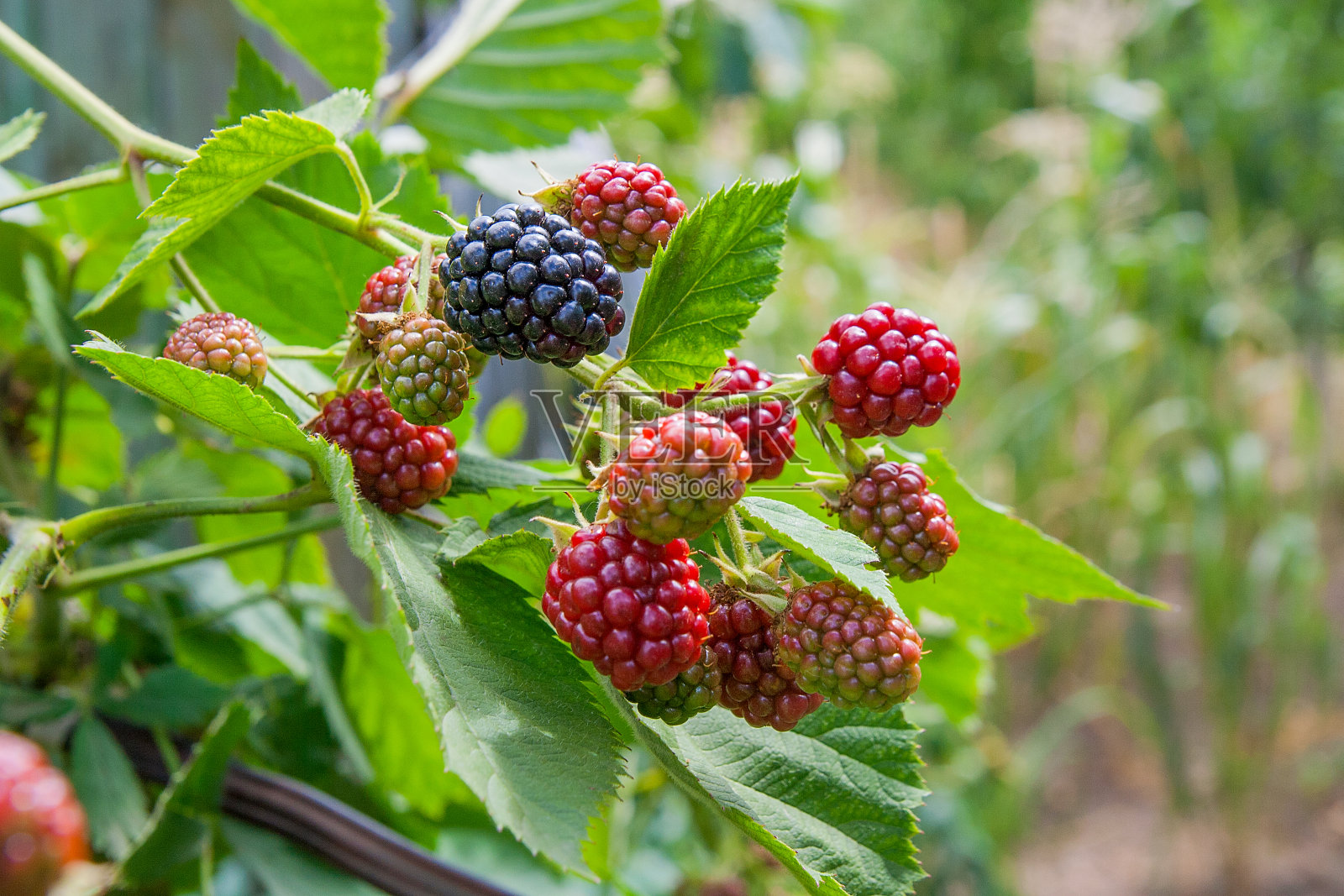 近距离观看一束黑莓。森林里的黑莓丛中的黑莓正在成熟。照片摄影图片