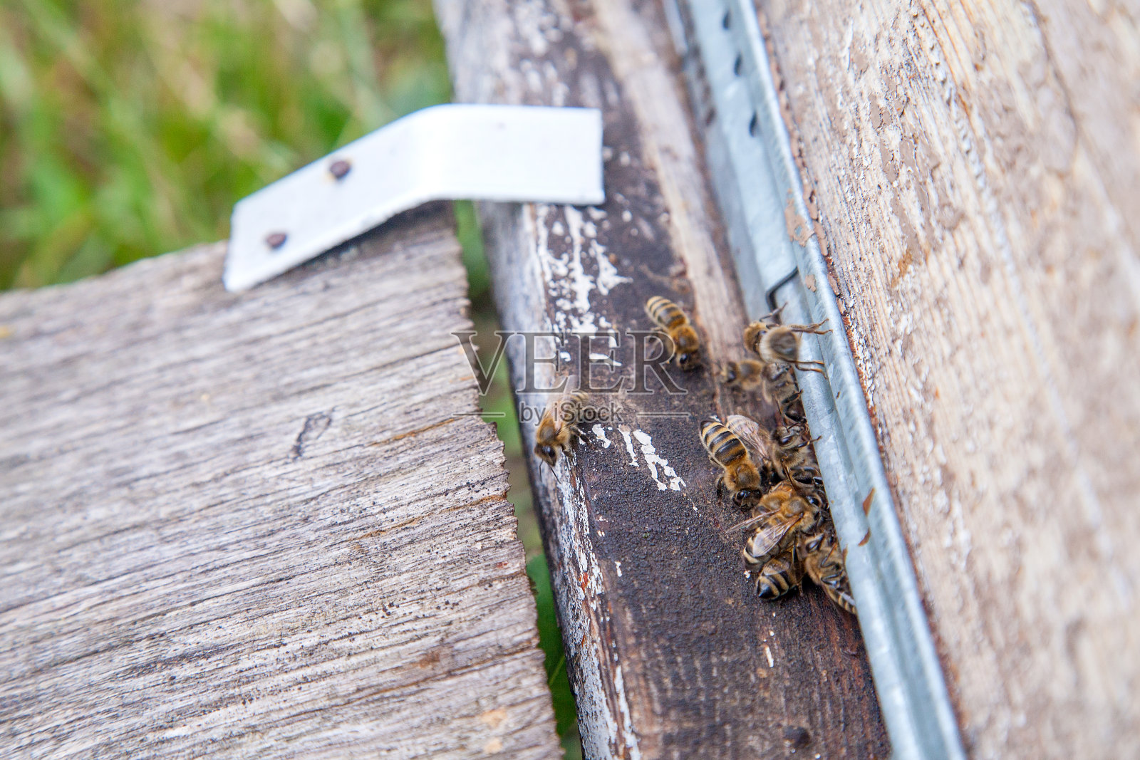 在养蜂场老蜂巢的入口处成群的蜜蜂。照片摄影图片