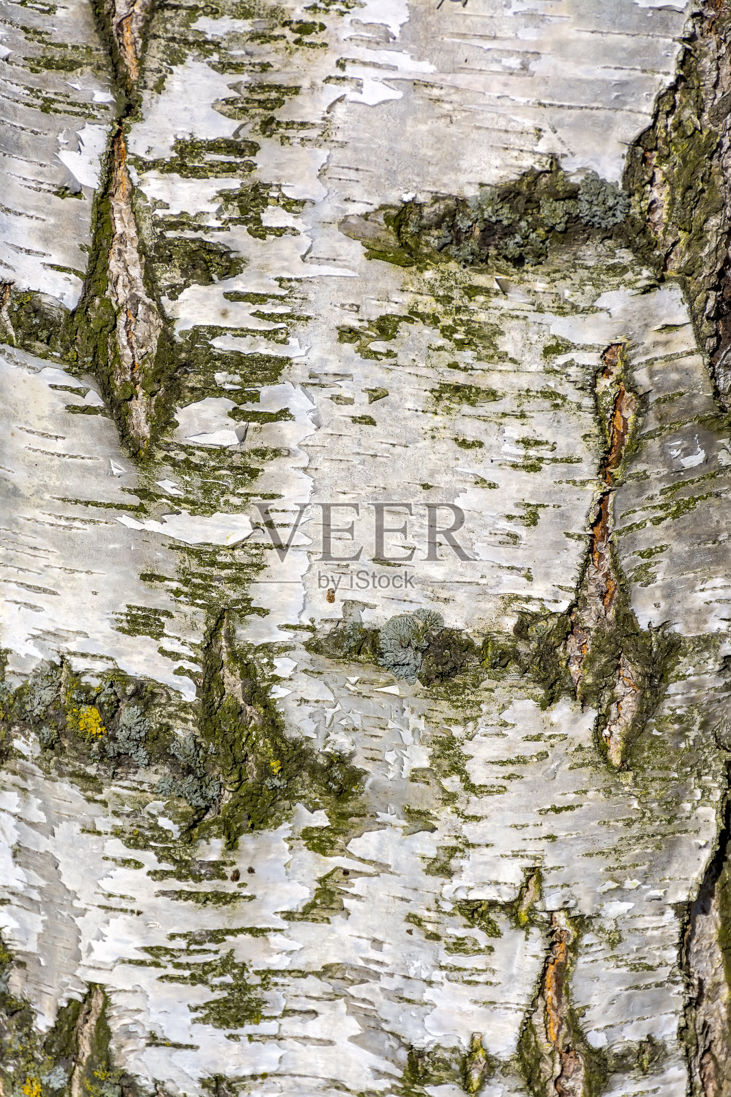 春天桦树皮的纹理。照片摄影图片