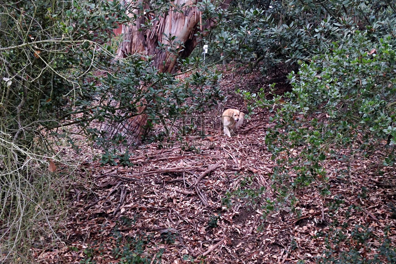 一只金毛猎犬站在倒下的桉树山上照片摄影图片