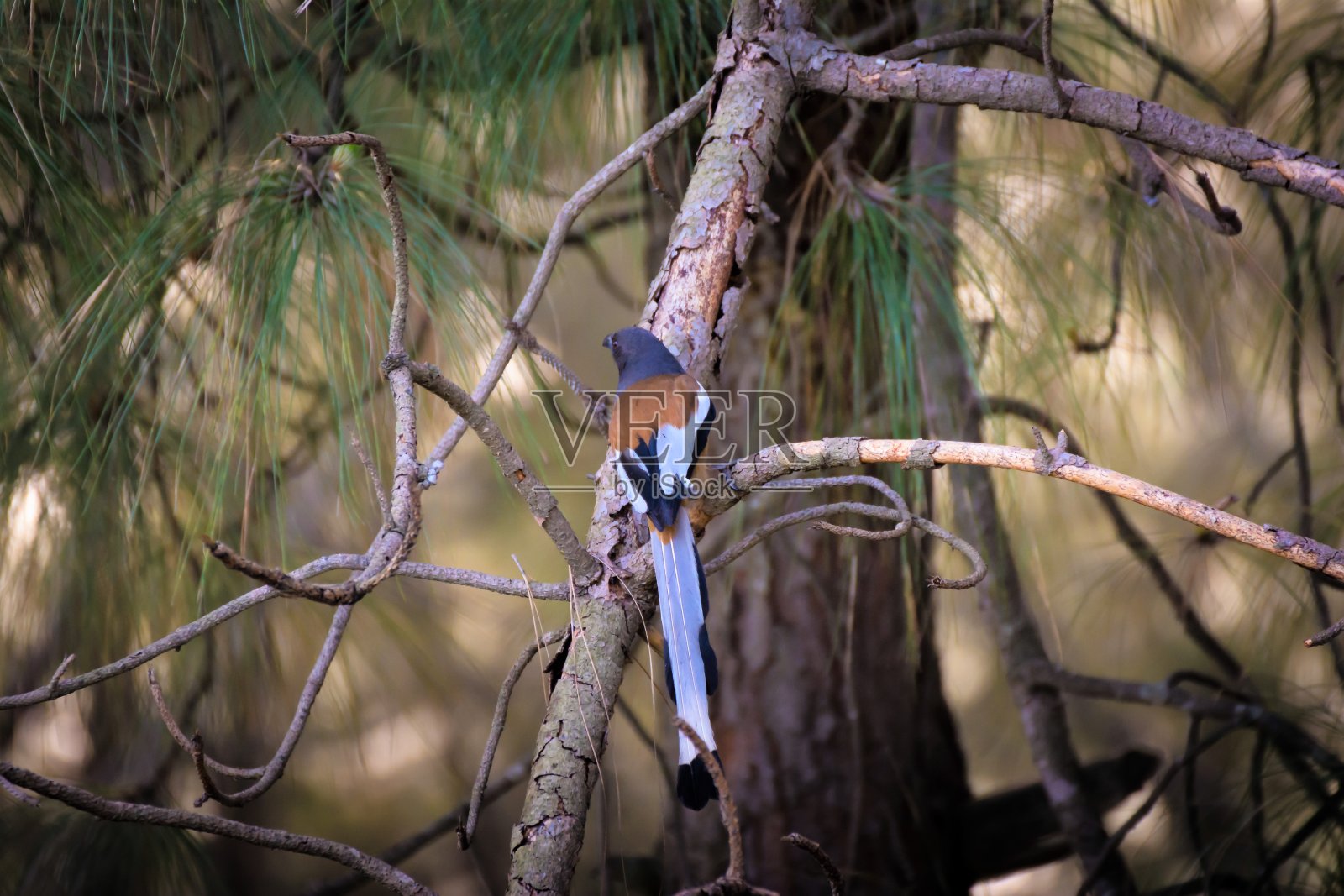 树枝上的长尾鸟照片摄影图片