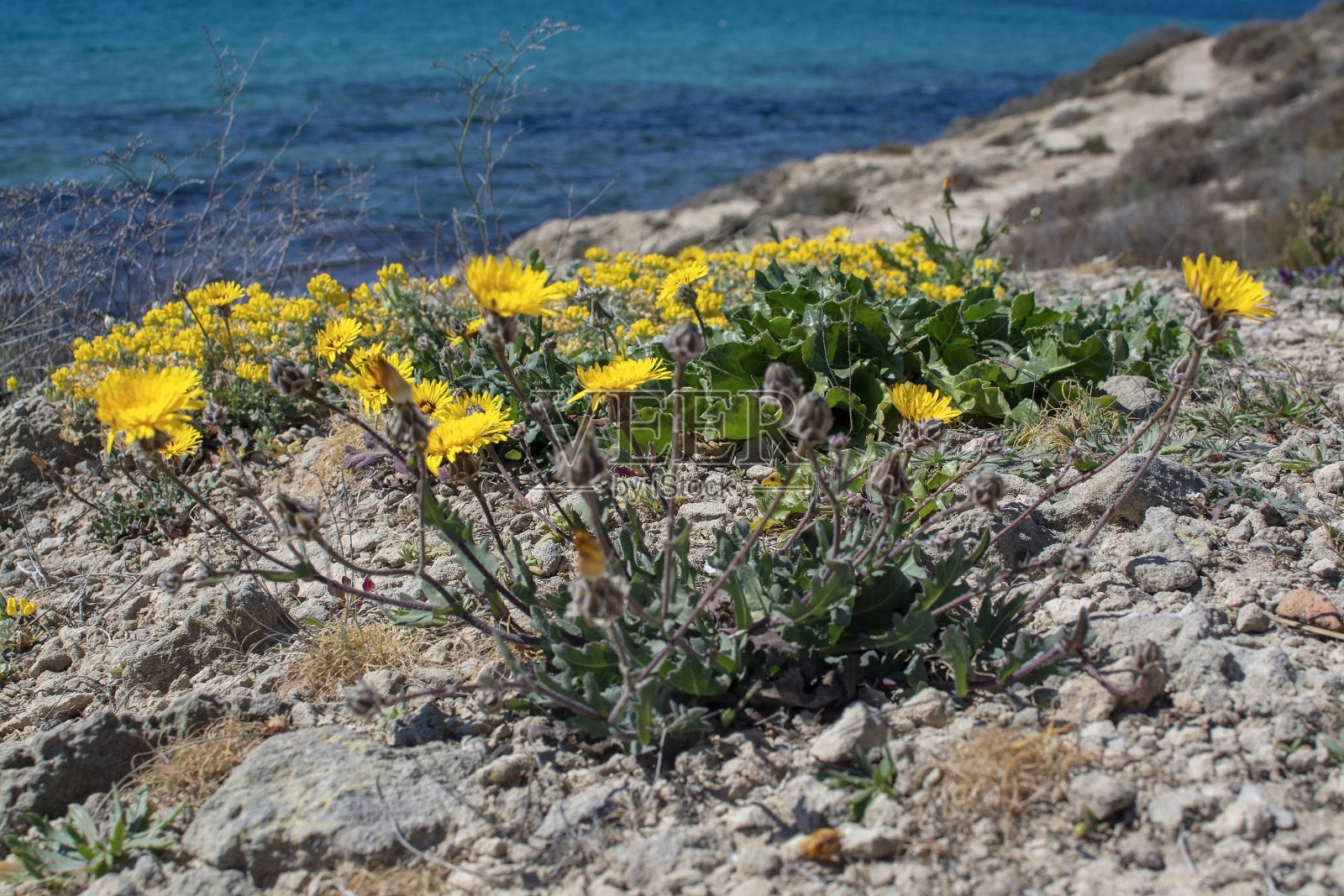 黄色的野花盛开在马略卡岛蓝色的海洋上照片摄影图片