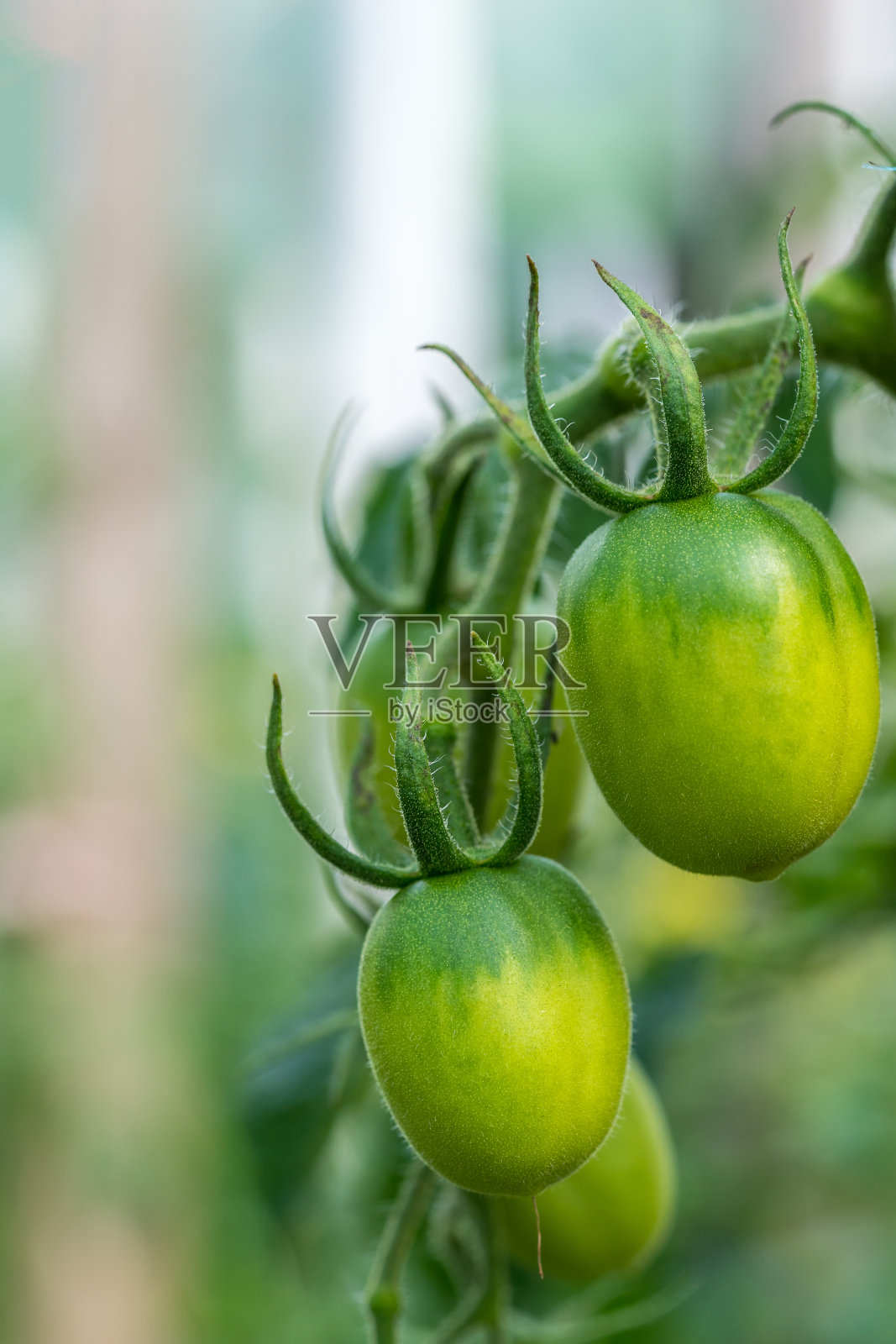 绿色的西红柿照片摄影图片