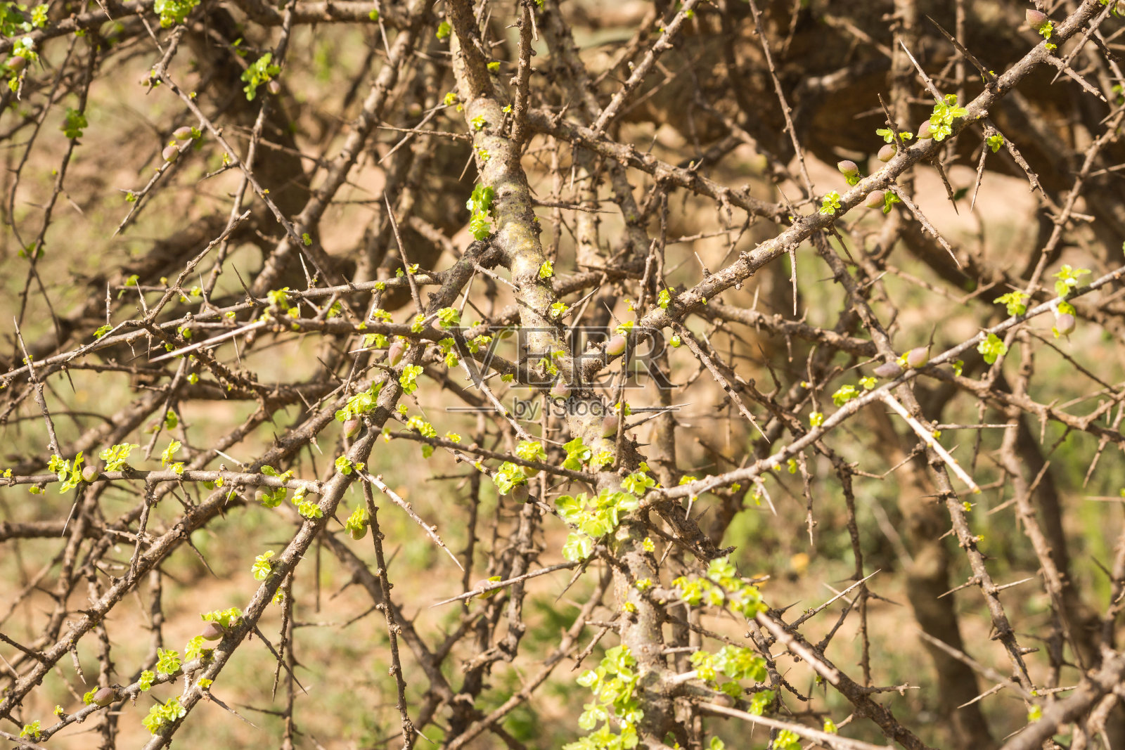 肯尼亚的一种非洲灌木植物照片摄影图片