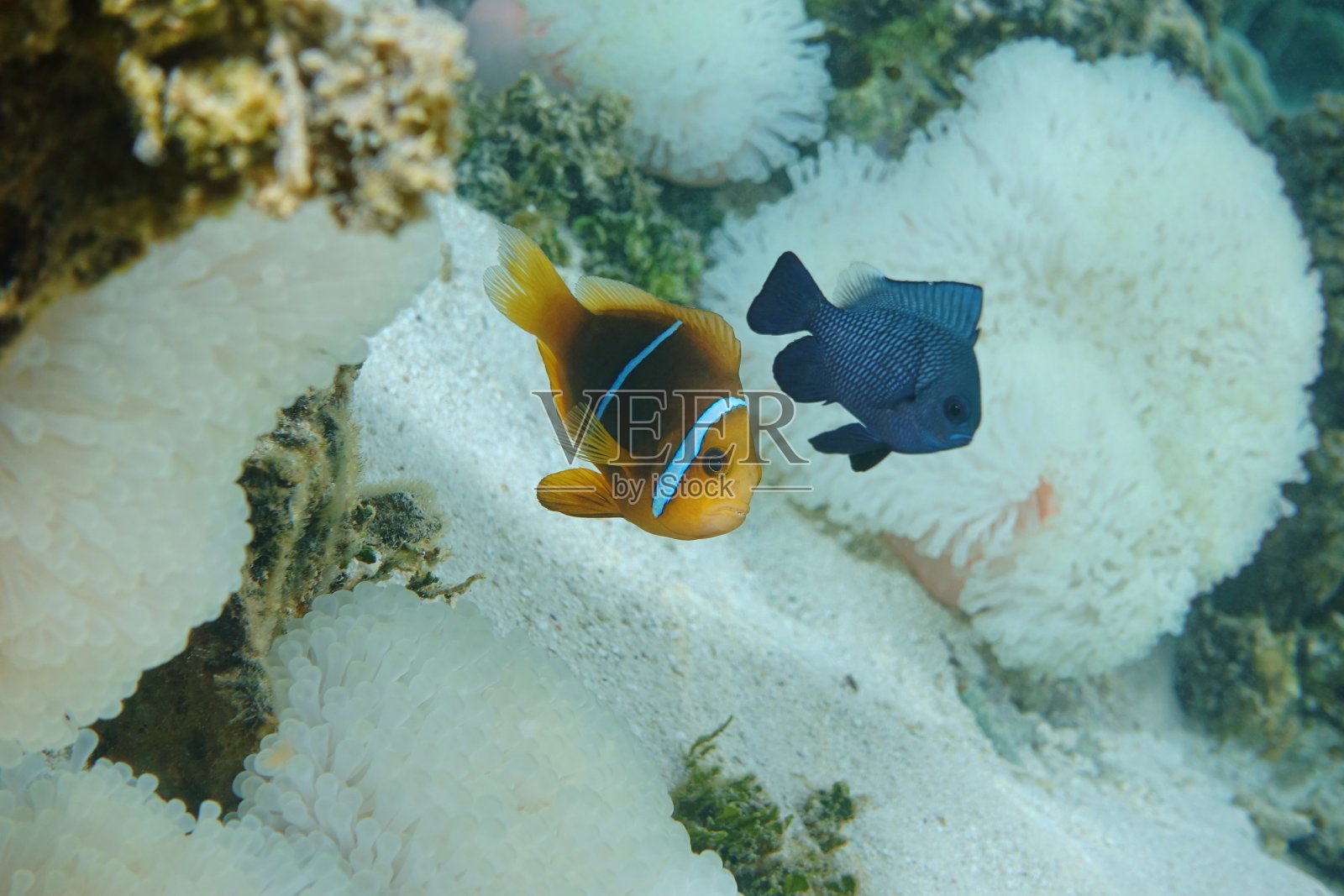 热带鱼，橙鳍海葵鱼，太平洋照片摄影图片