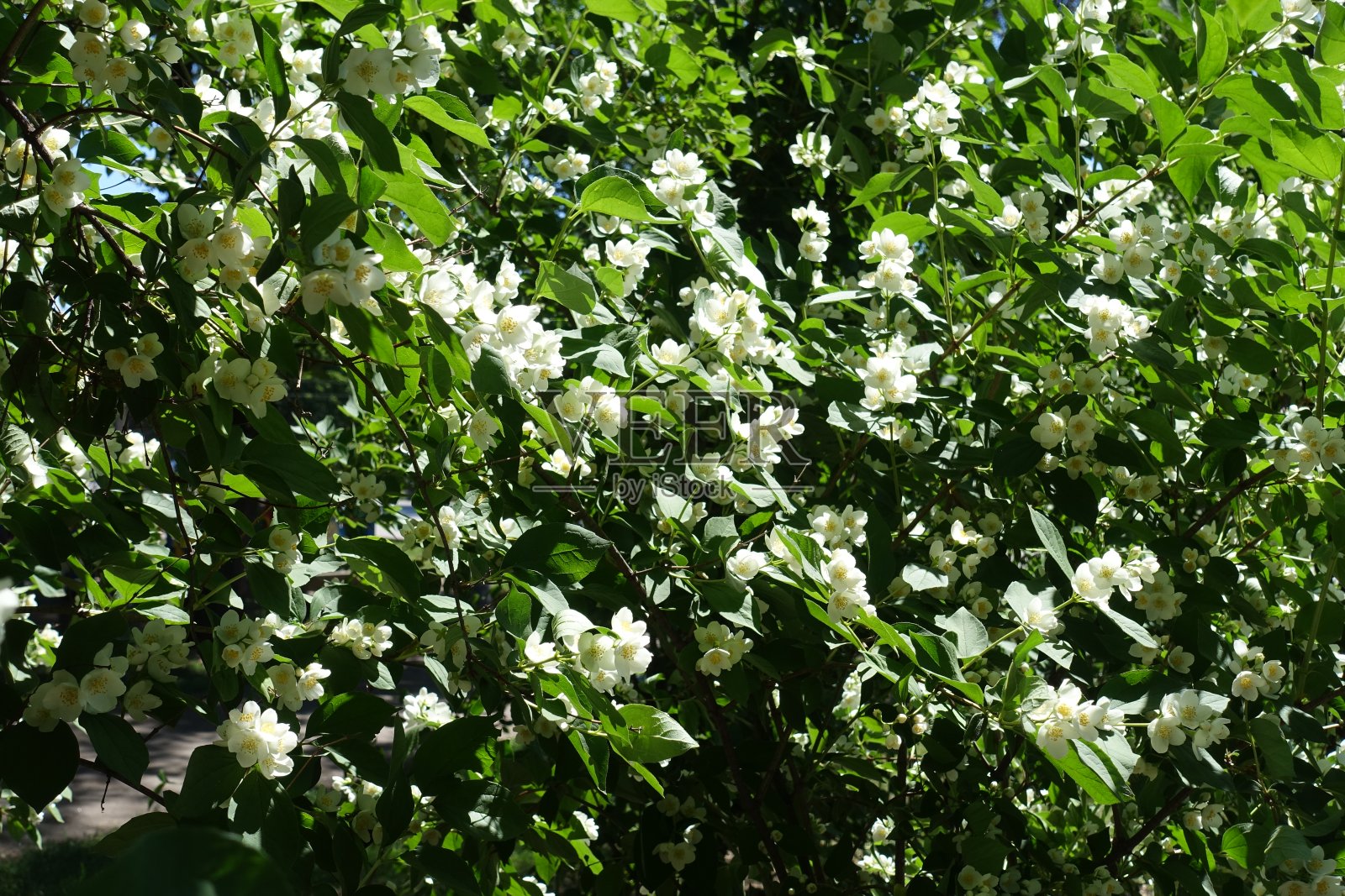 冠状花费城的叶子和白色的花照片摄影图片