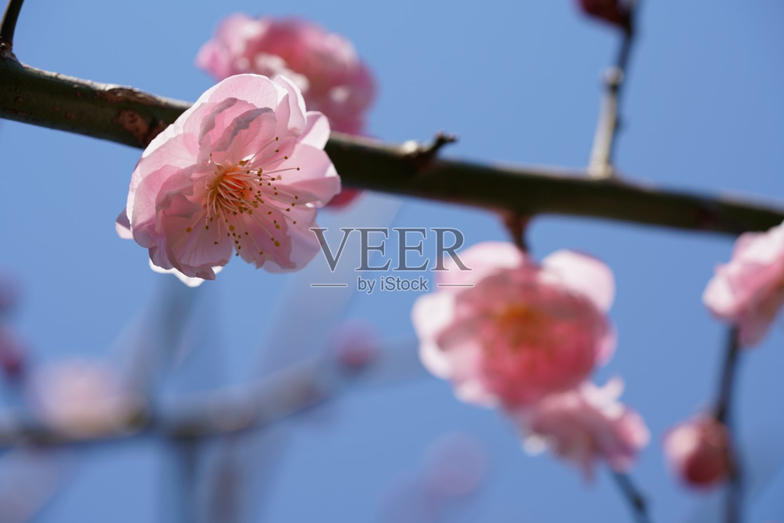 梅子“樱叶”淡粉色照片摄影图片