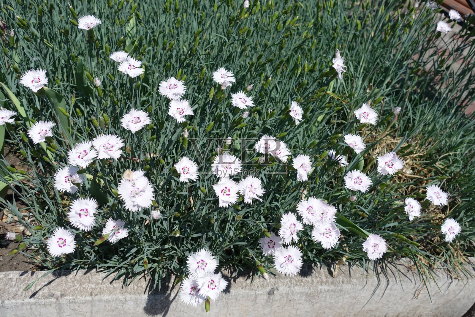 花坛与白色花园粉红色盛开照片摄影图片