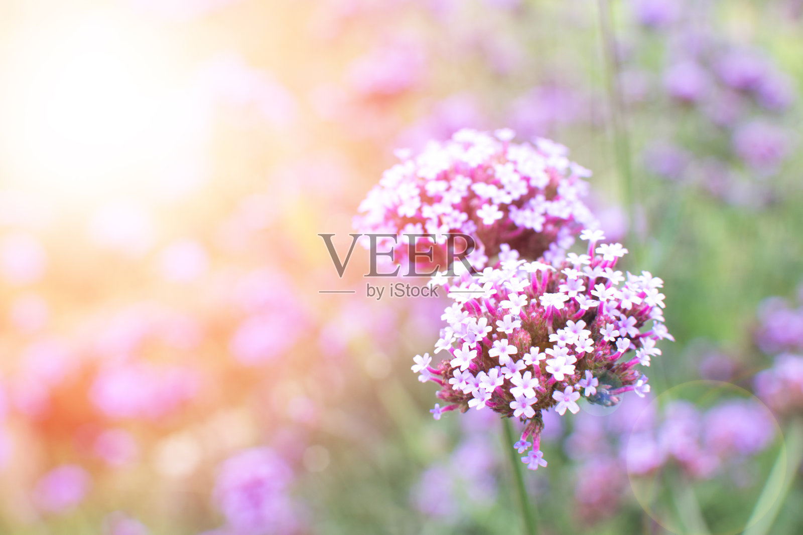马鞭草的花，也被称为紫顶和南美马鞭草在花园里。春天来了，母亲节在夏天照片摄影图片