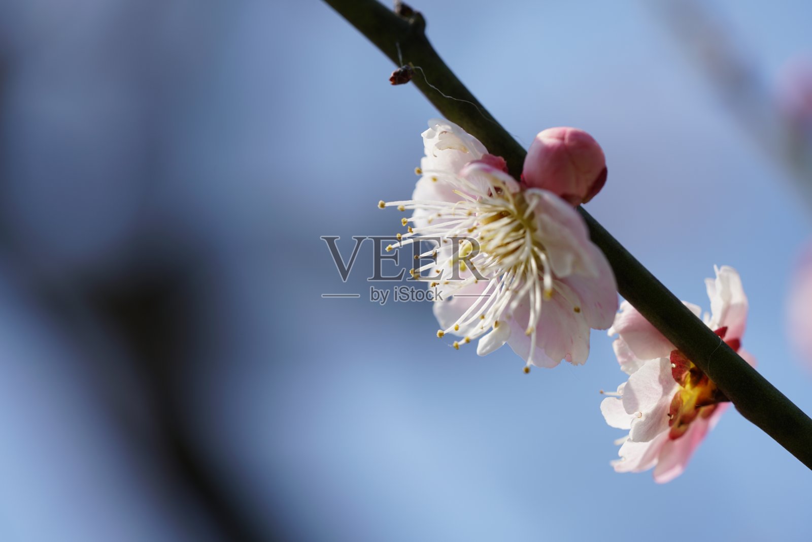 梅子“Muruishibori”淡粉色照片摄影图片