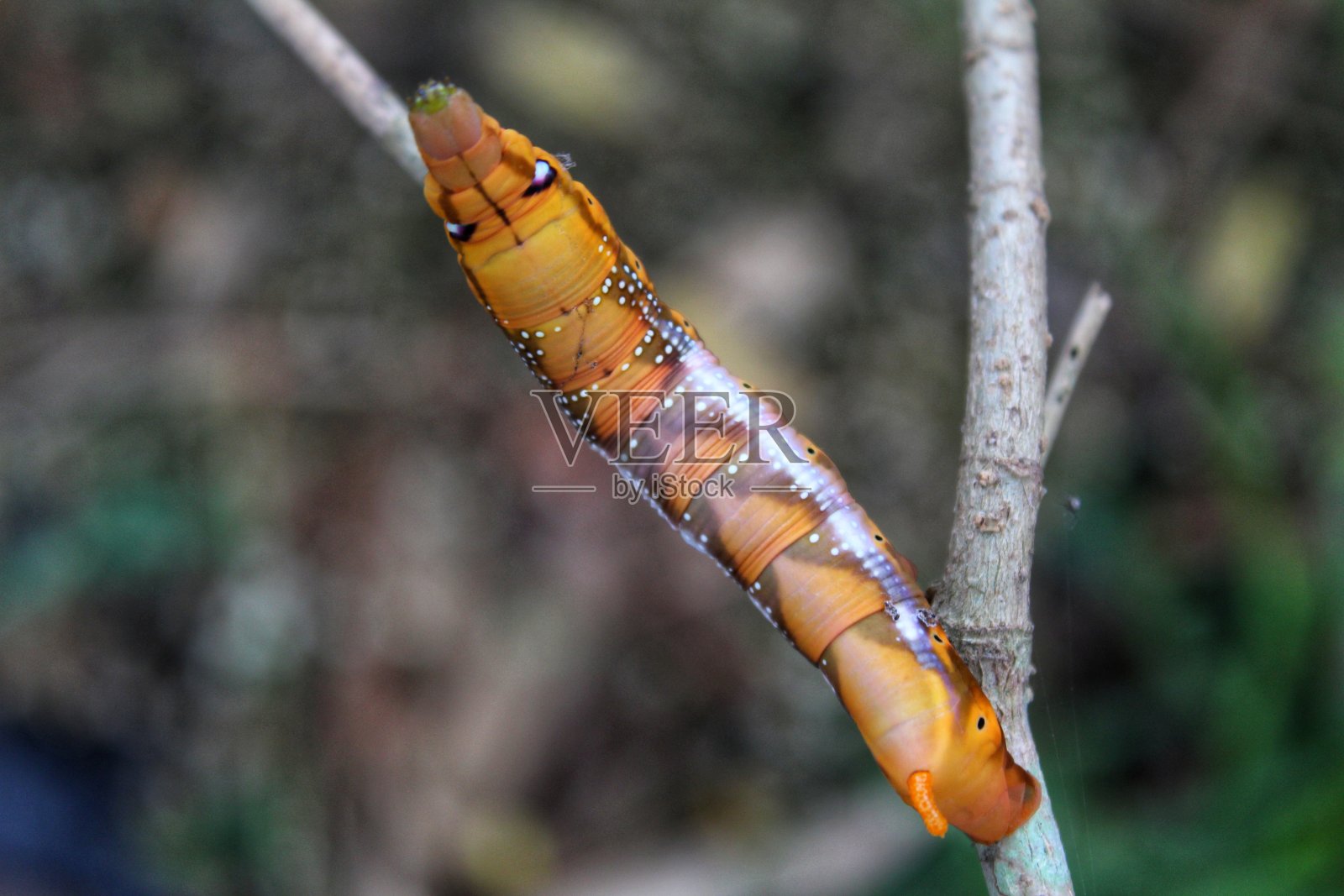 食叶虫自然摄影照片摄影图片