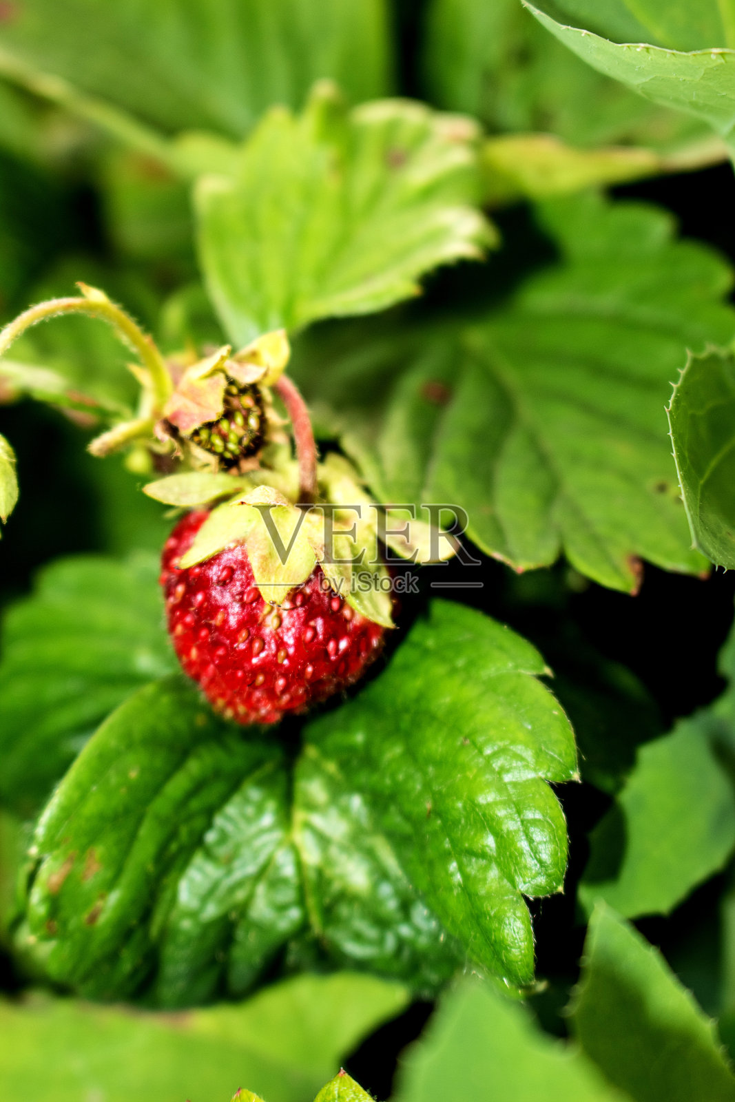 一个多汁的，红色美味的草莓生长在灌木上。照片摄影图片