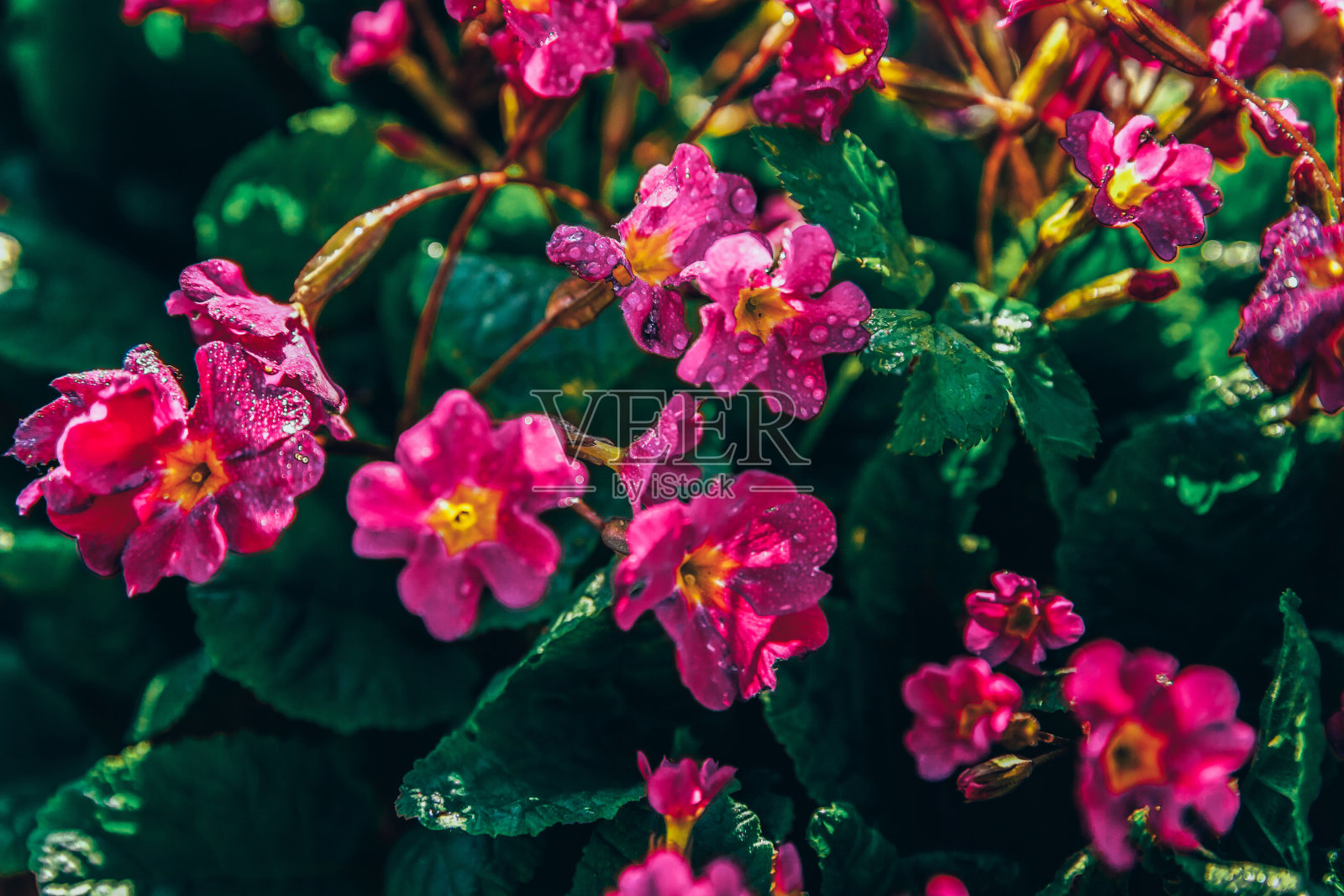 粉红色花的报春花。鼓舞人心的自然花卉，春天或夏天盛开的花园或公园背景照片摄影图片