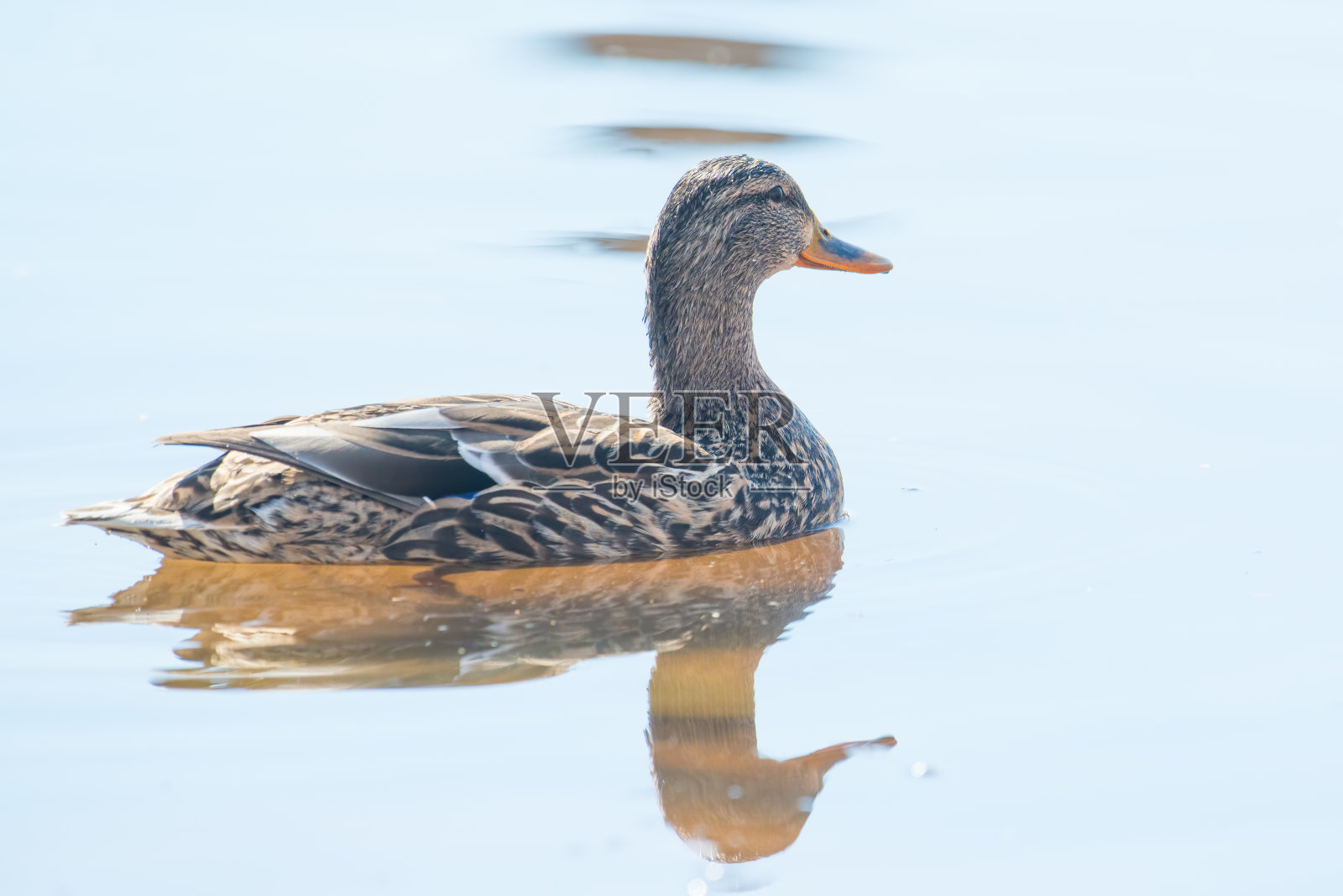 早春时节，明尼苏达州的伍德湖自然中心，在平静的水域中迁徙的雌性绿头鸭照片摄影图片