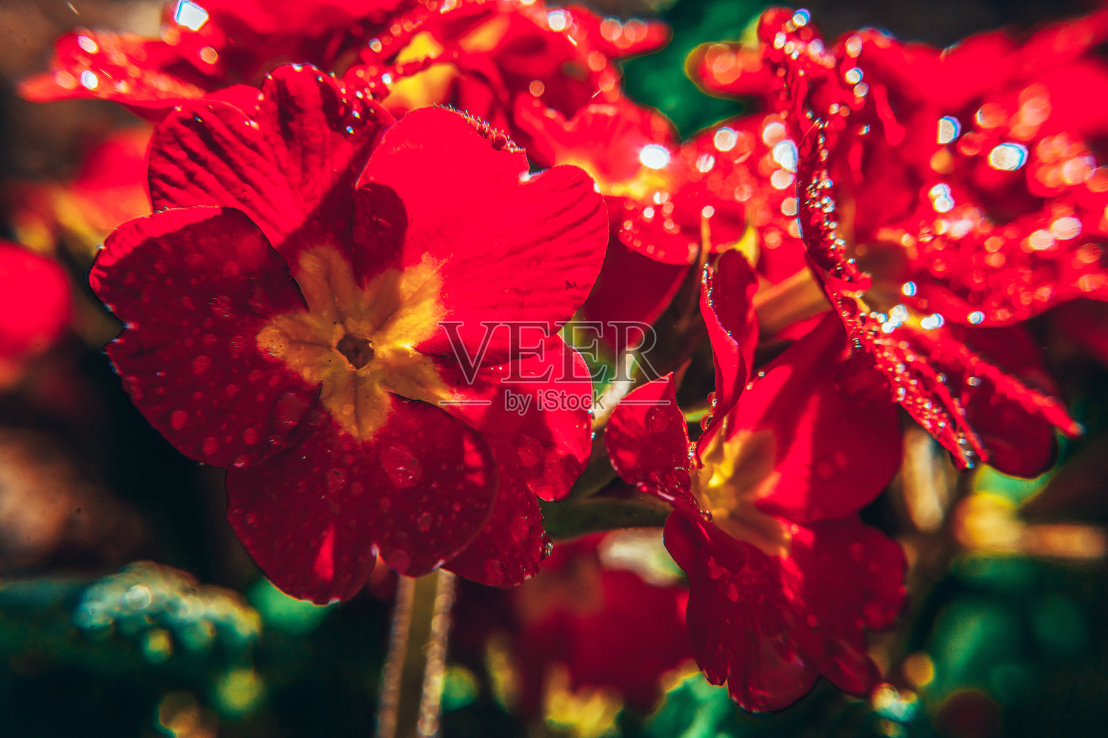 红花的报春花。鼓舞人心的自然花卉，春天或夏天盛开的花园或公园背景照片摄影图片