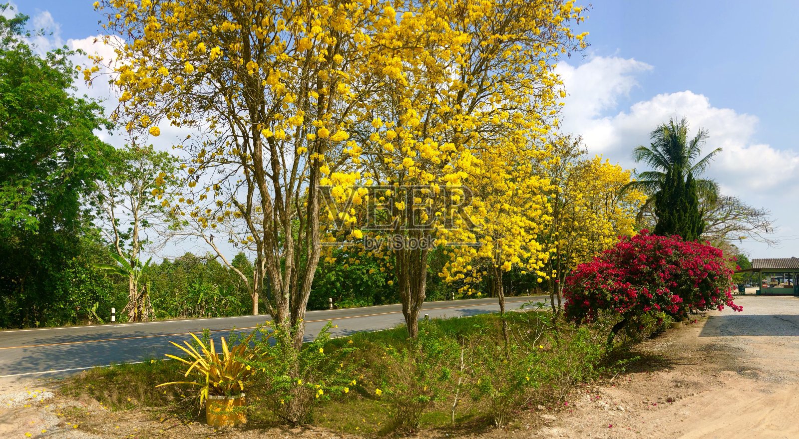 夏天的花背景(Chanthaburi) -彩色的黄色和粉红色的花盛开与蓝天在一个阳光明媚的日子作为即将到来的夏天在泰国的标志。照片摄影图片