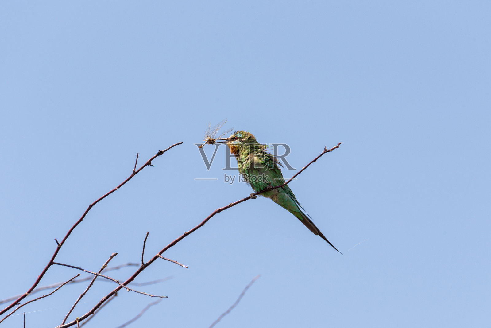 蓝颊食蜂鸟(Merops pericus)。一只鸟坐在树枝上，嘴里叼着一只蜻蜓。照片摄影图片