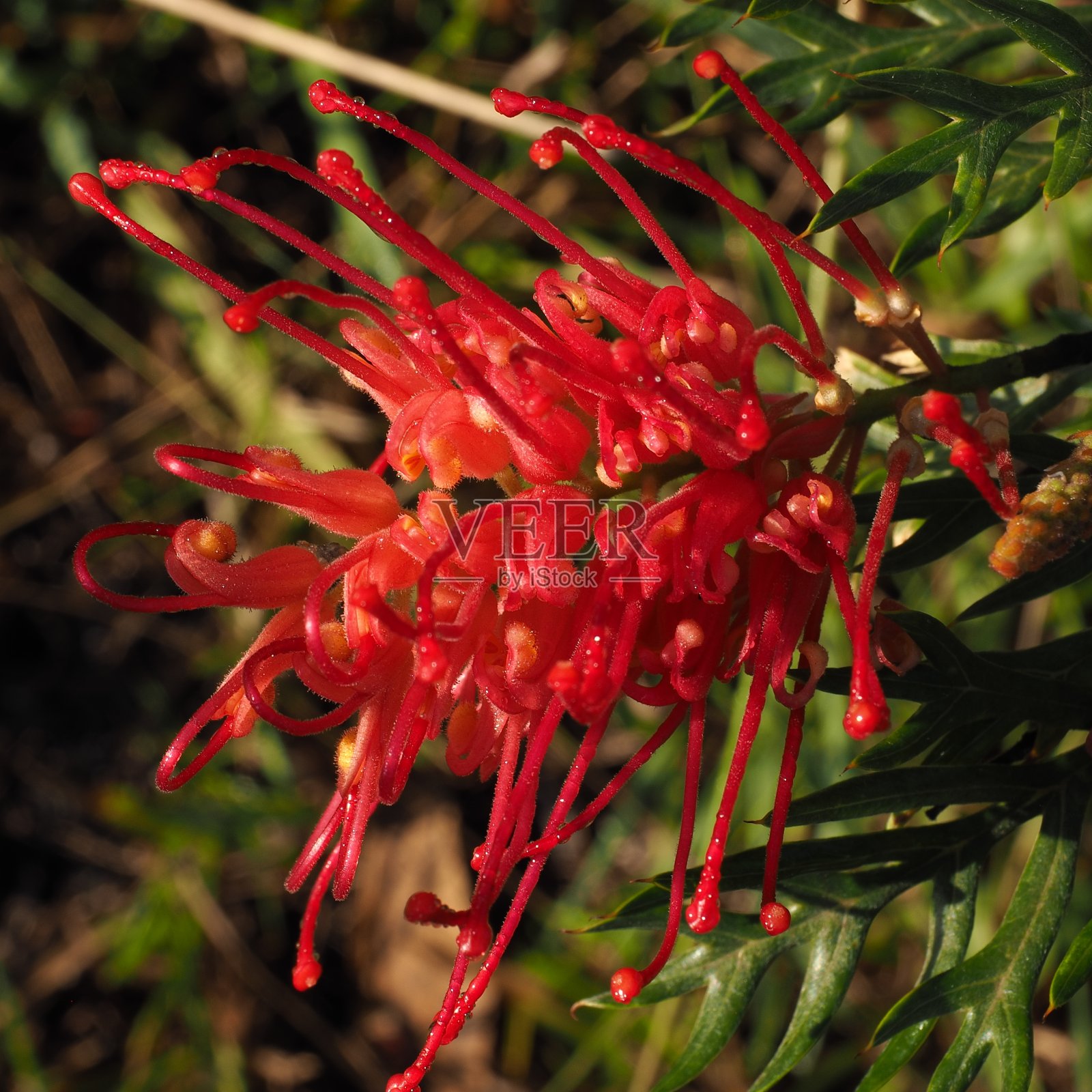 澳大利亚本土的格栅花。照片摄影图片