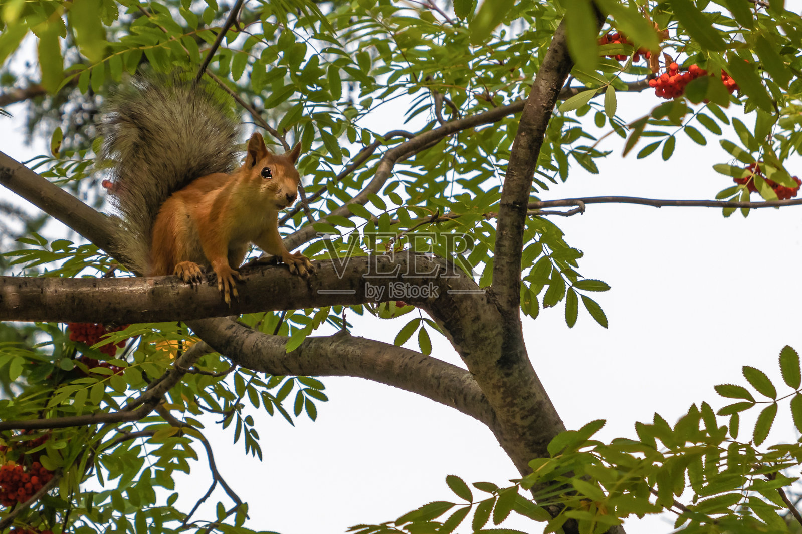 可爱的小红松鼠坐在花梨树的树枝上。照片摄影图片