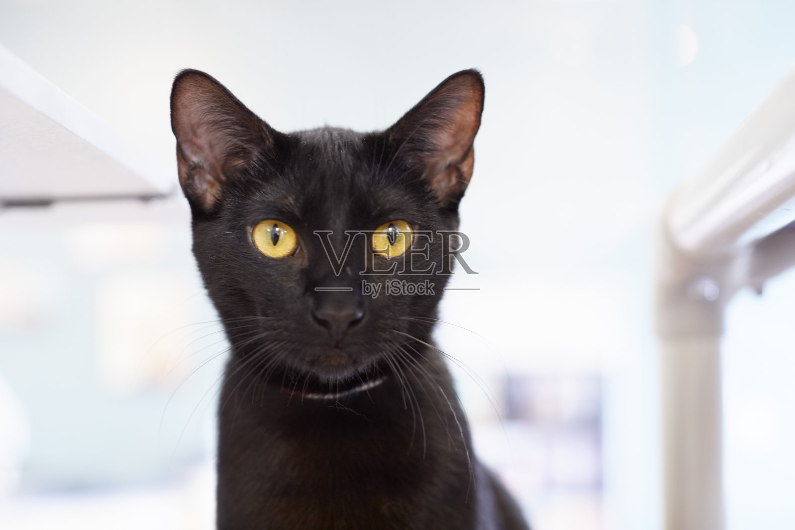 一只小黑猫的画像照片摄影图片
