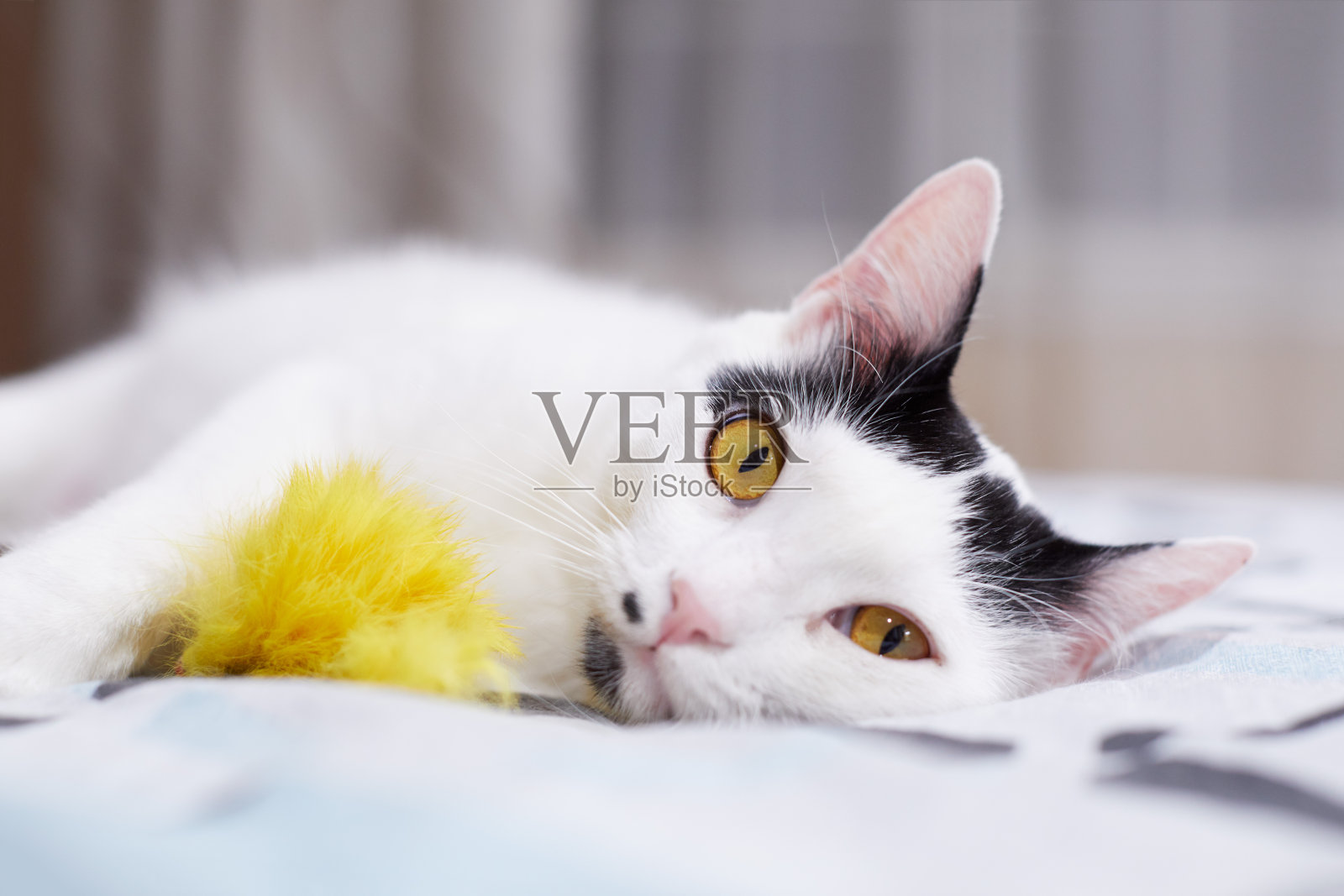一只带着黄色玩具的白猫正在床上休息照片摄影图片