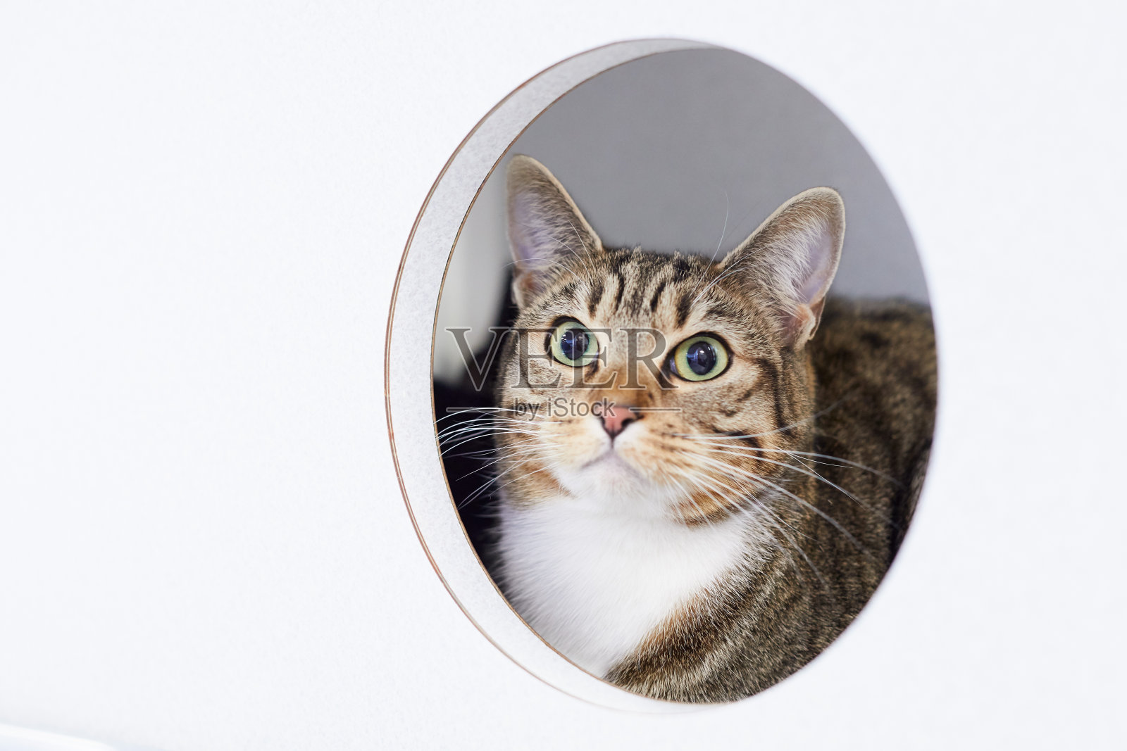 这是一只受惊的棕色虎斑猫的肖像照片摄影图片