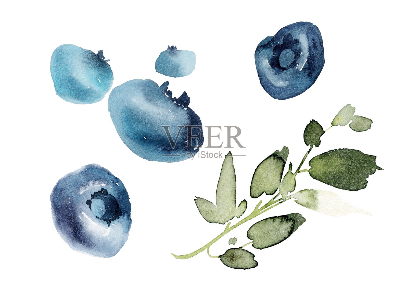 水彩蓝莓在白色的背景和一个分支。插画图片素材