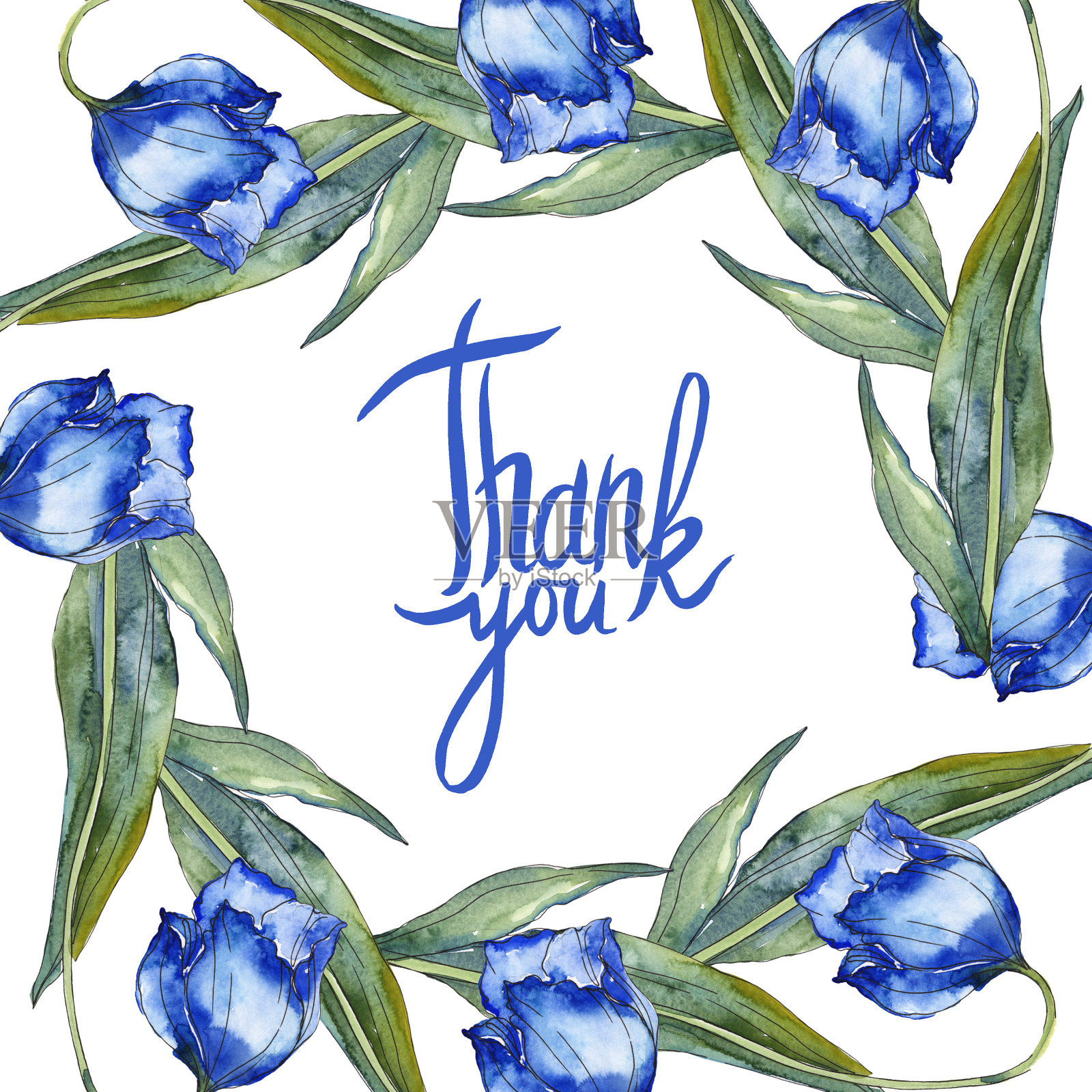 蓝色郁金香花植物的花。水彩背景插图集。边框装饰方形。插画图片素材