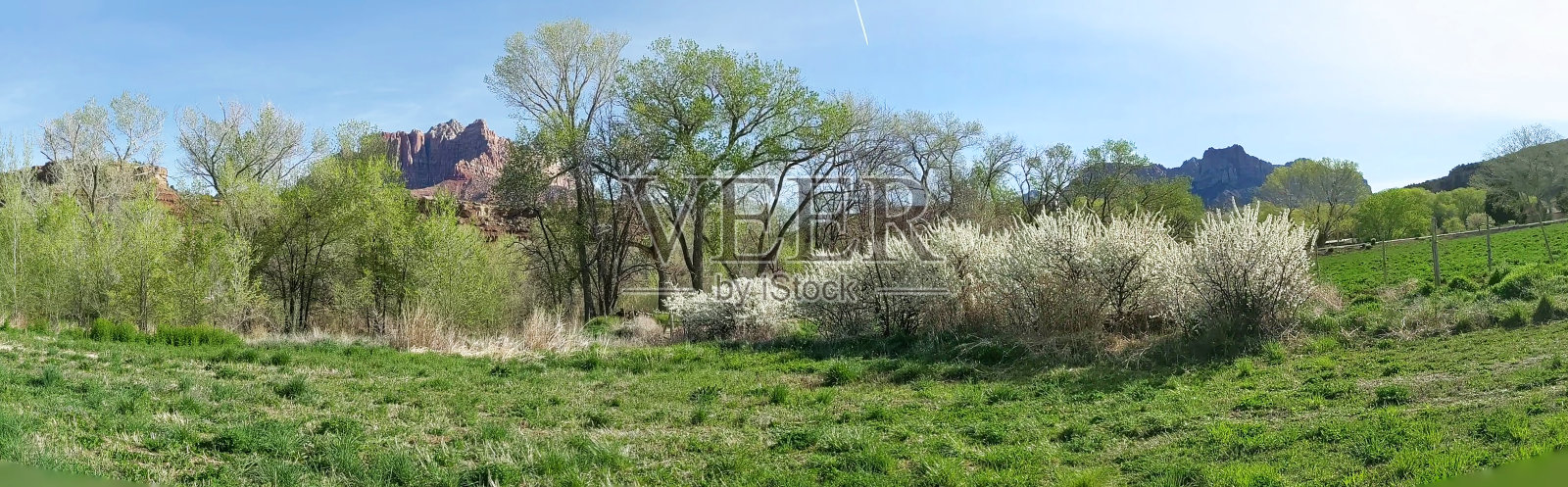 全景照片，春天的花沿着篱笆在牧场下面的杨木树在犹他州洛克维尔的维珍河照片摄影图片