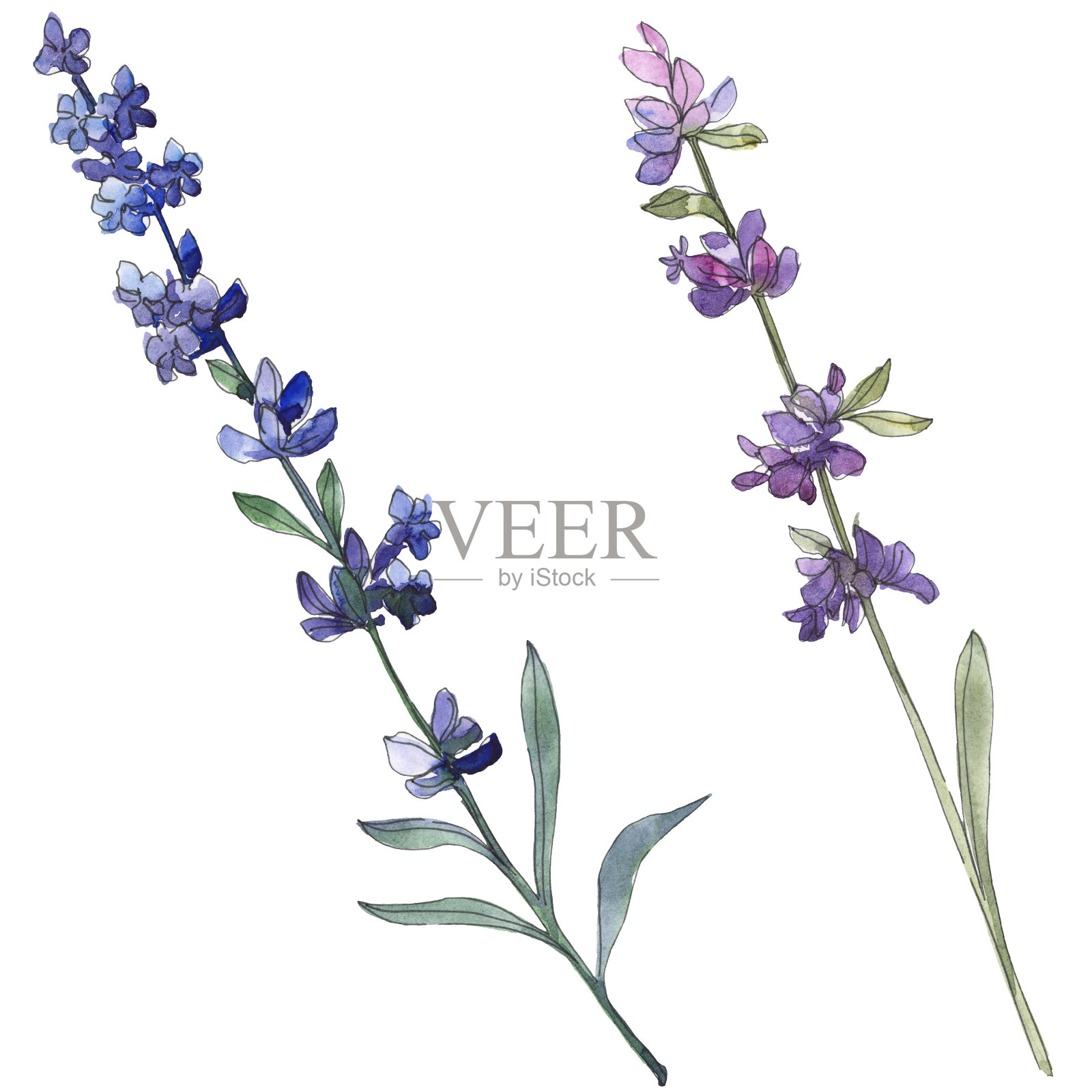 紫色的薰衣草植物花。水彩背景插图集。孤立的薰衣草插画元素。设计元素图片