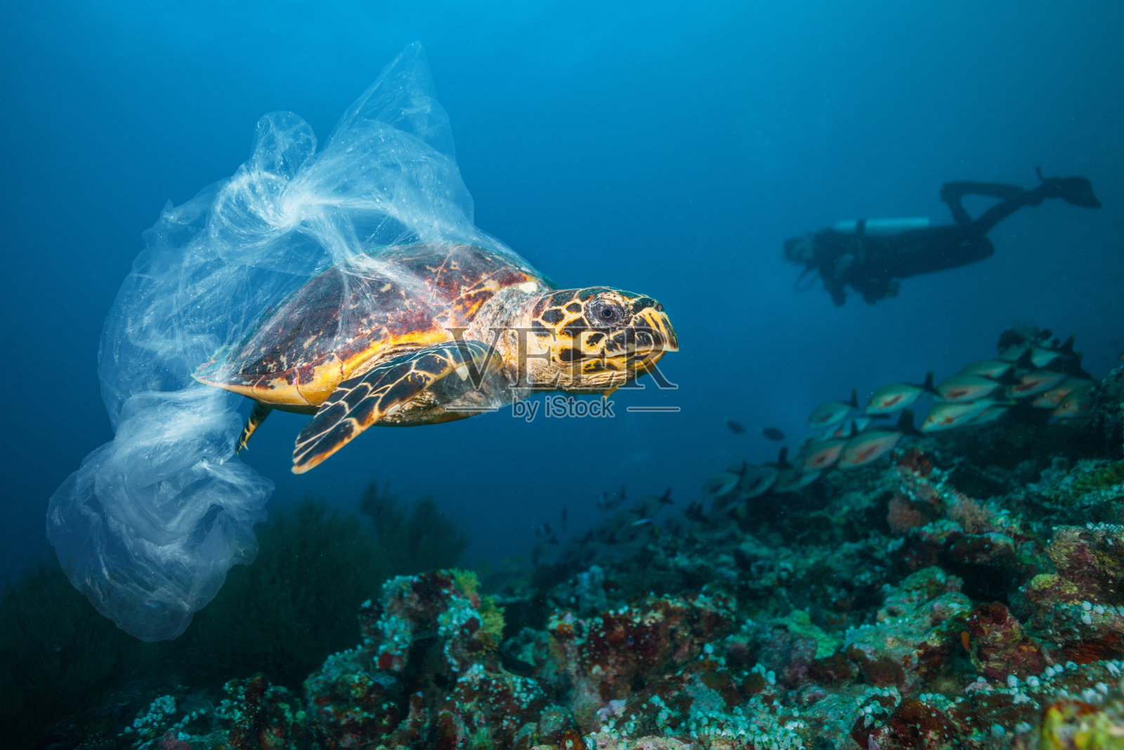 全球水下塑料垃圾问题照片摄影图片