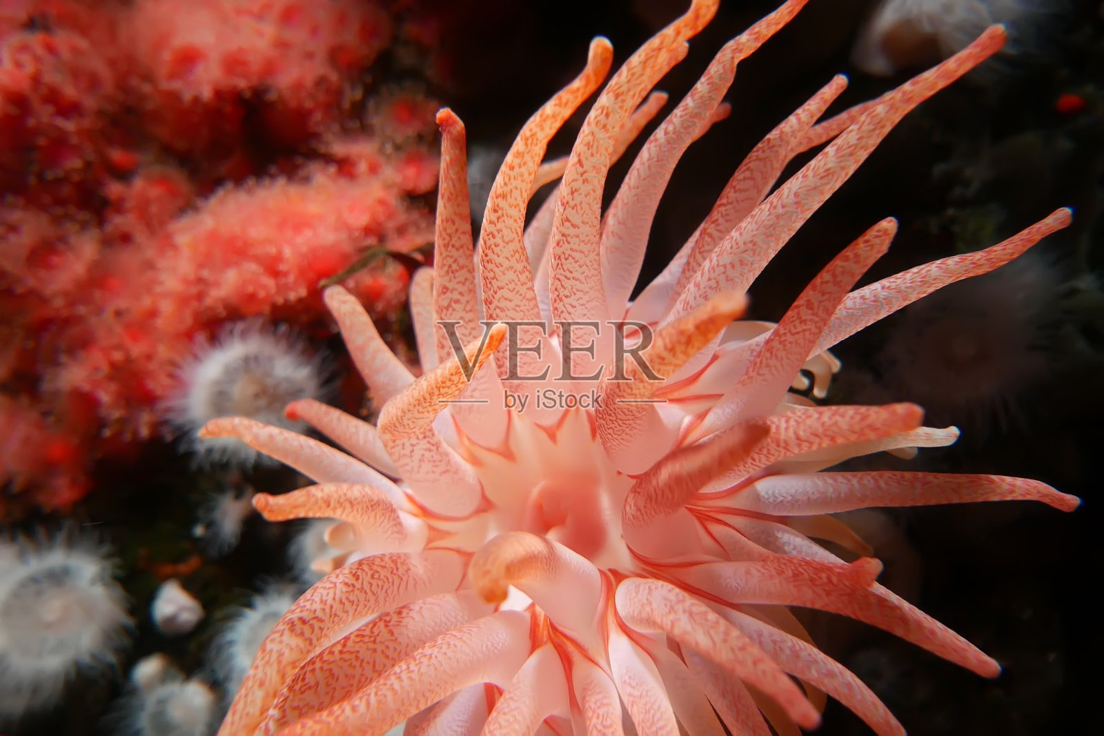 美丽的深红色海葵在水下的运动照片摄影图片