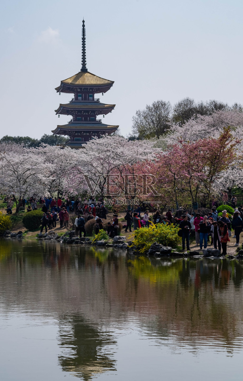 武汉东湖樱花花园。照片摄影图片