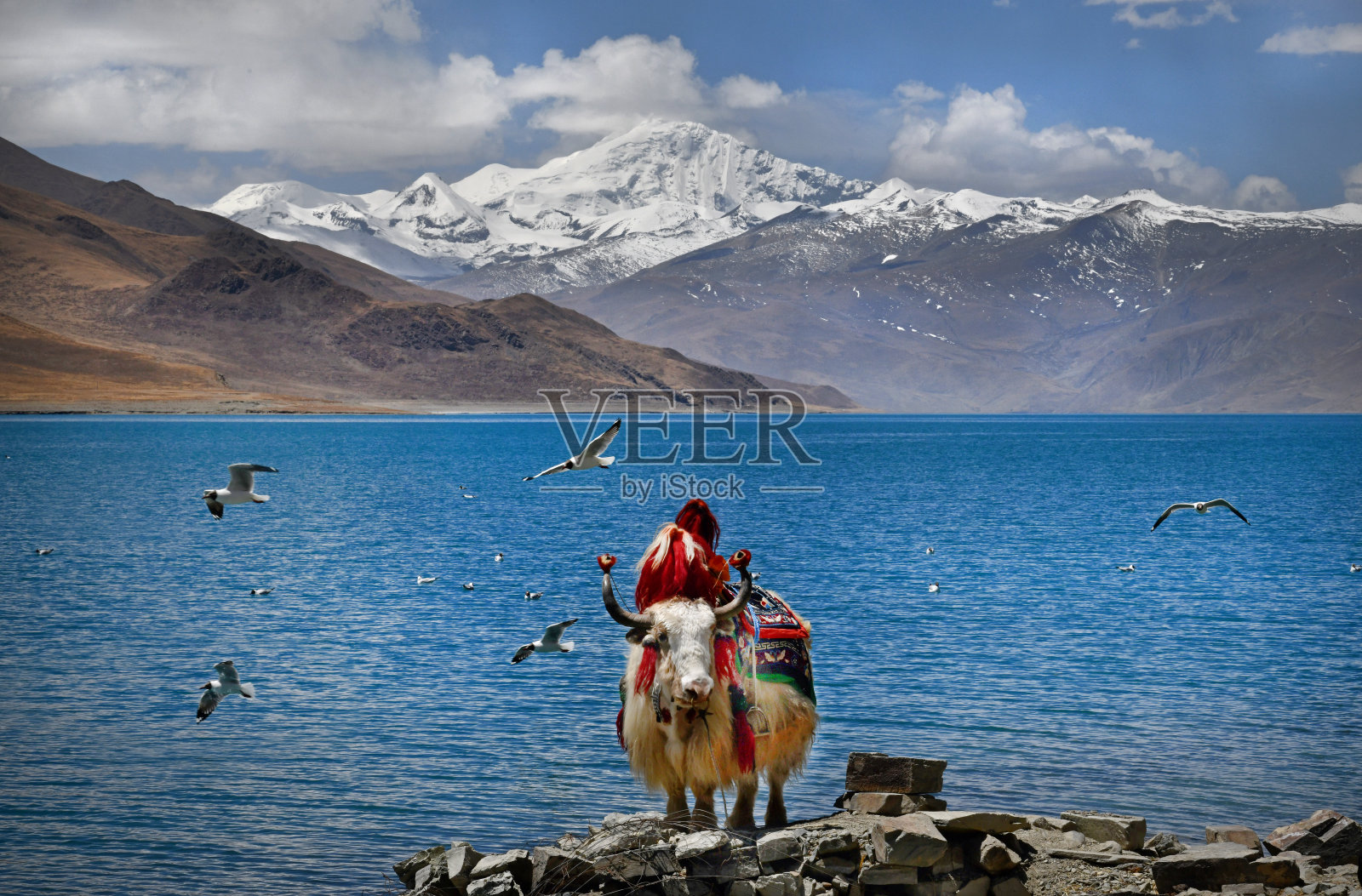 西藏羊卓雍错湖的牦牛照片摄影图片