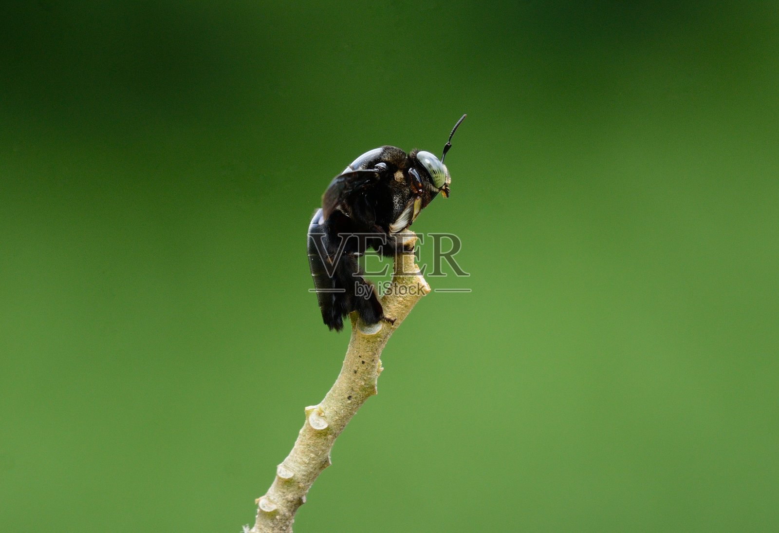 木蜂(木蜂)照片摄影图片