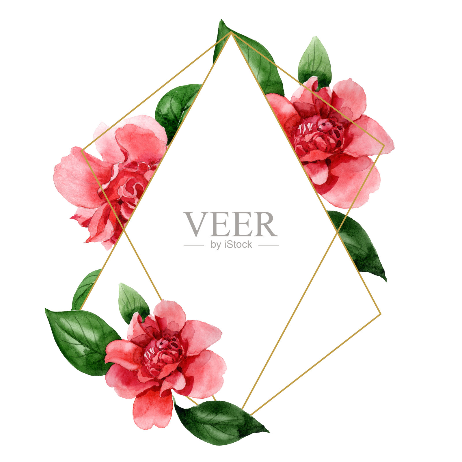粉红色的山茶属植物花。水彩背景插图集。边框装饰方形。插画图片素材
