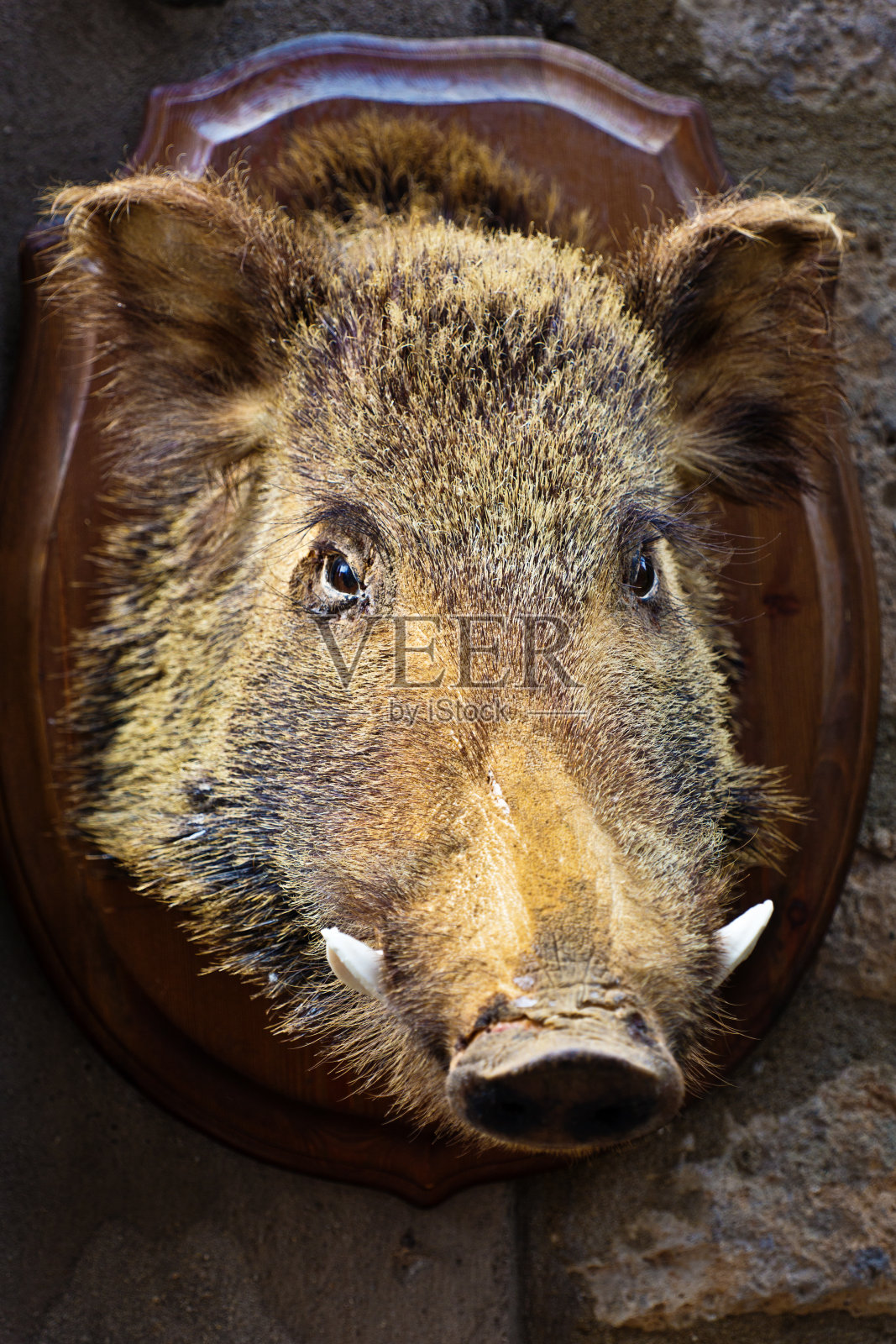 托斯卡纳山城的野猪标本商店展示照片摄影图片