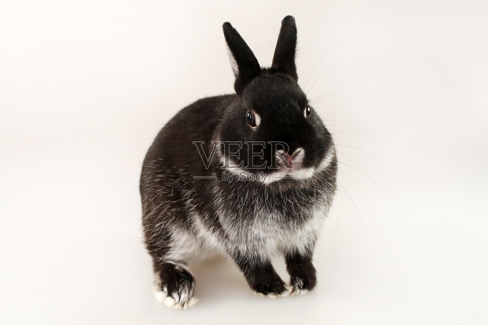 白色背景上的小黑兔。荷兰侏儒兔。照片摄影图片