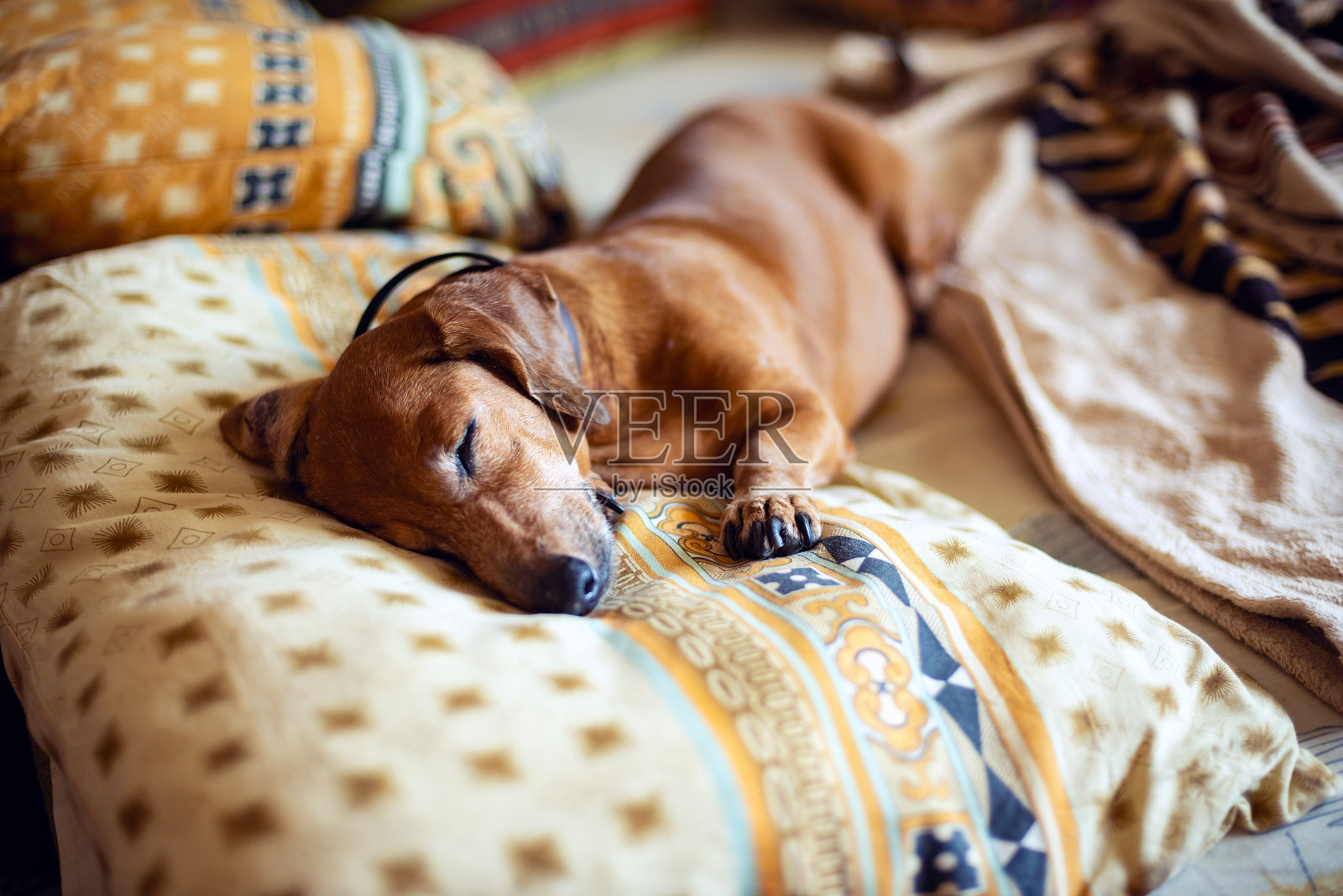 有趣的小狗，腊肠狗正在甜甜地睡觉照片摄影图片