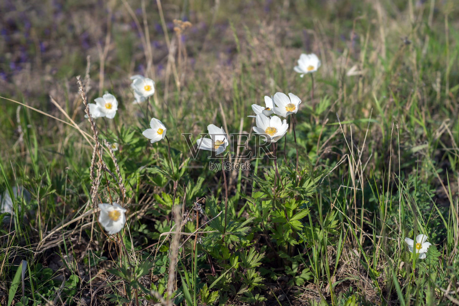 白色的银莲花(Anemone nemorosa)生长在春天的草地上。照片摄影图片