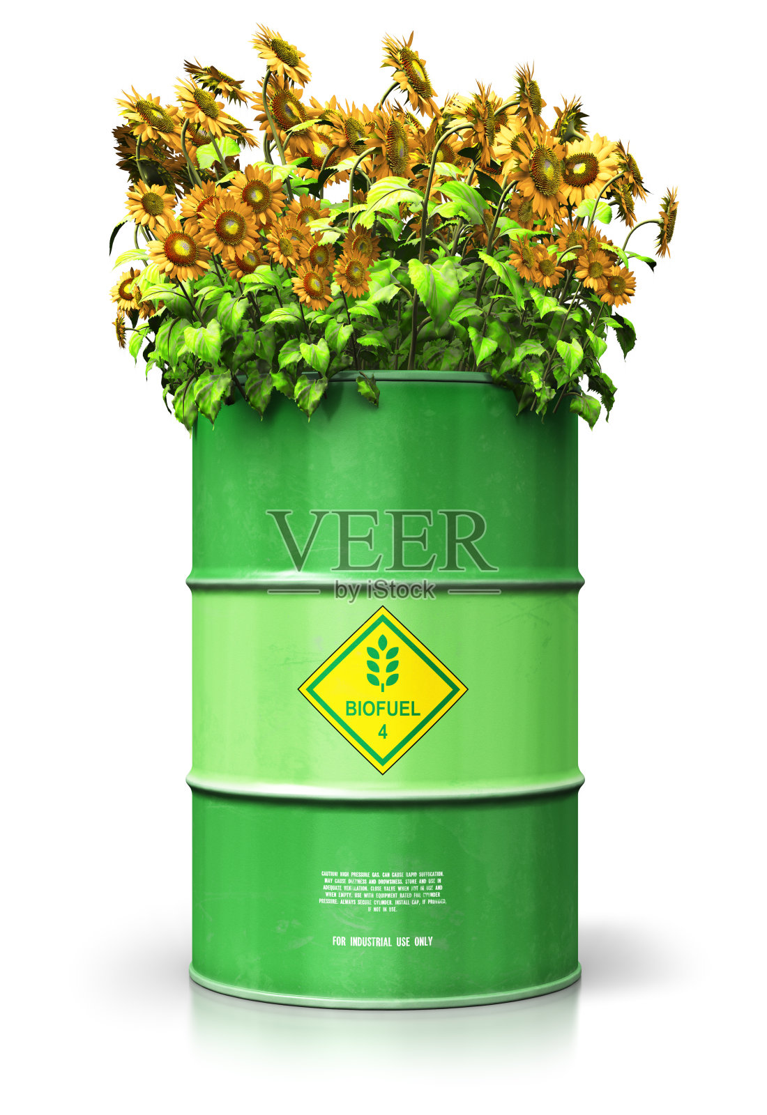 绿色生物燃料桶与向日葵孤立在白色背景照片摄影图片