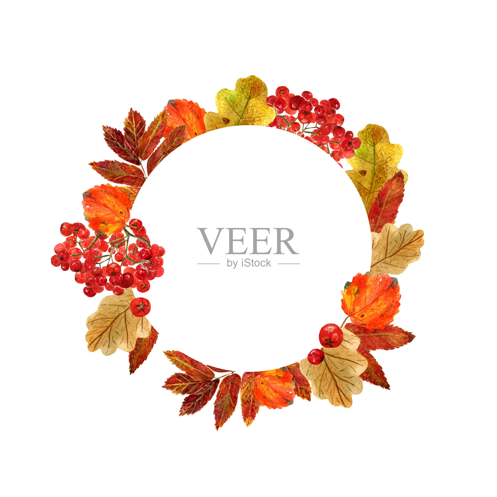 水彩圆形框架与秋天的树叶和浆果。背景与秋天的叶子，rowanberries和地方为tex插画图片素材