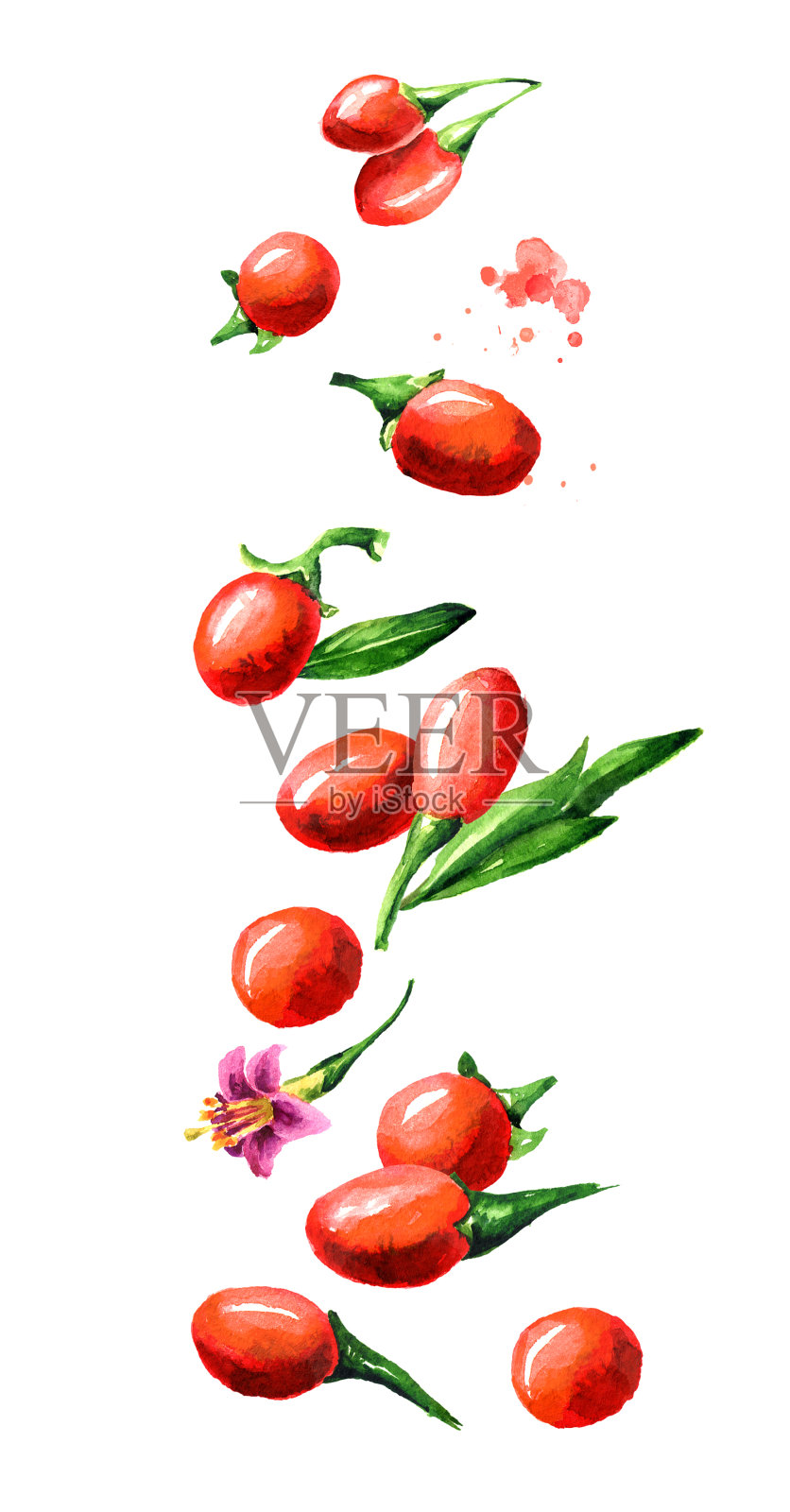 飞枸杞与叶和花，水彩手绘插图孤立在白色背景插画图片素材