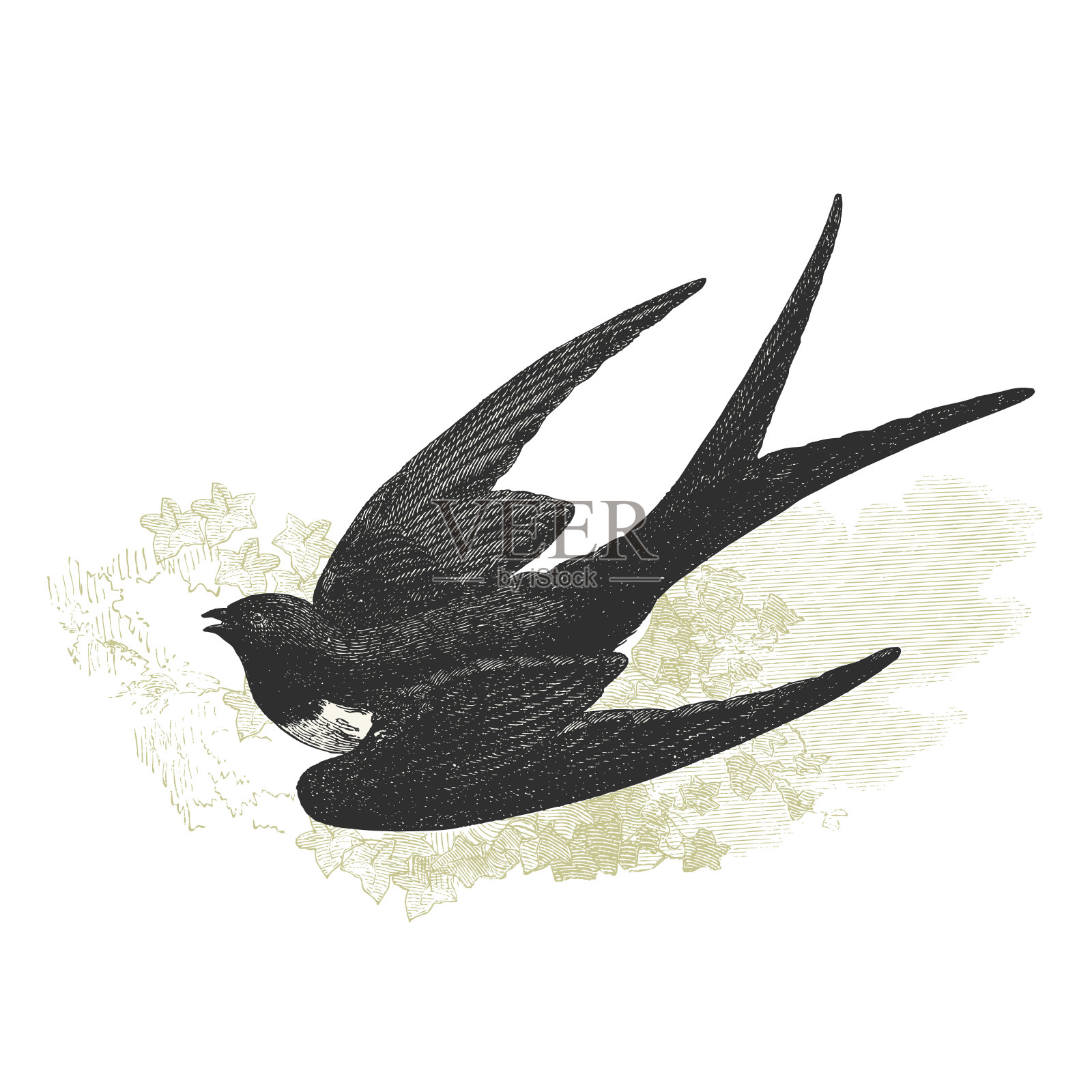 燕子古董法国鸟的自然历史说明插画图片素材
