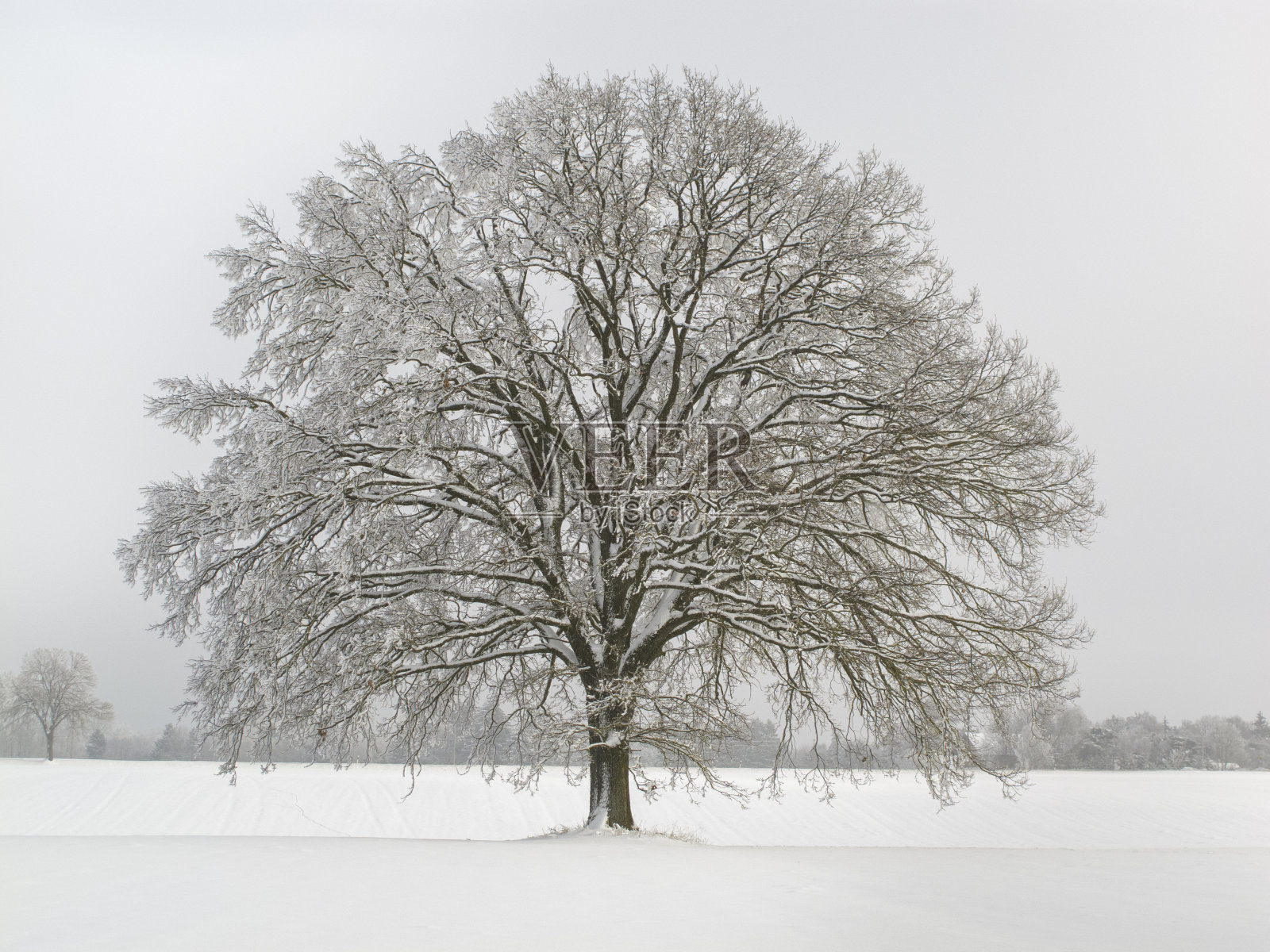 独大橡树在冬天与雪照片摄影图片