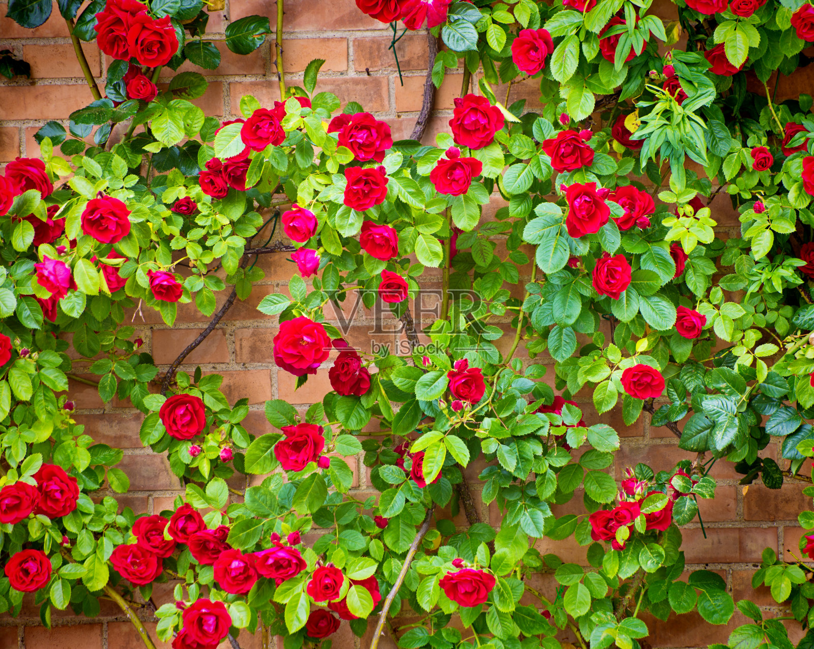 意大利托斯卡纳的一堵红玫瑰墙照片摄影图片