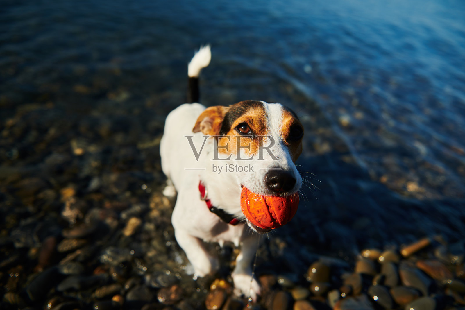 叼着球游泳的狗照片摄影图片