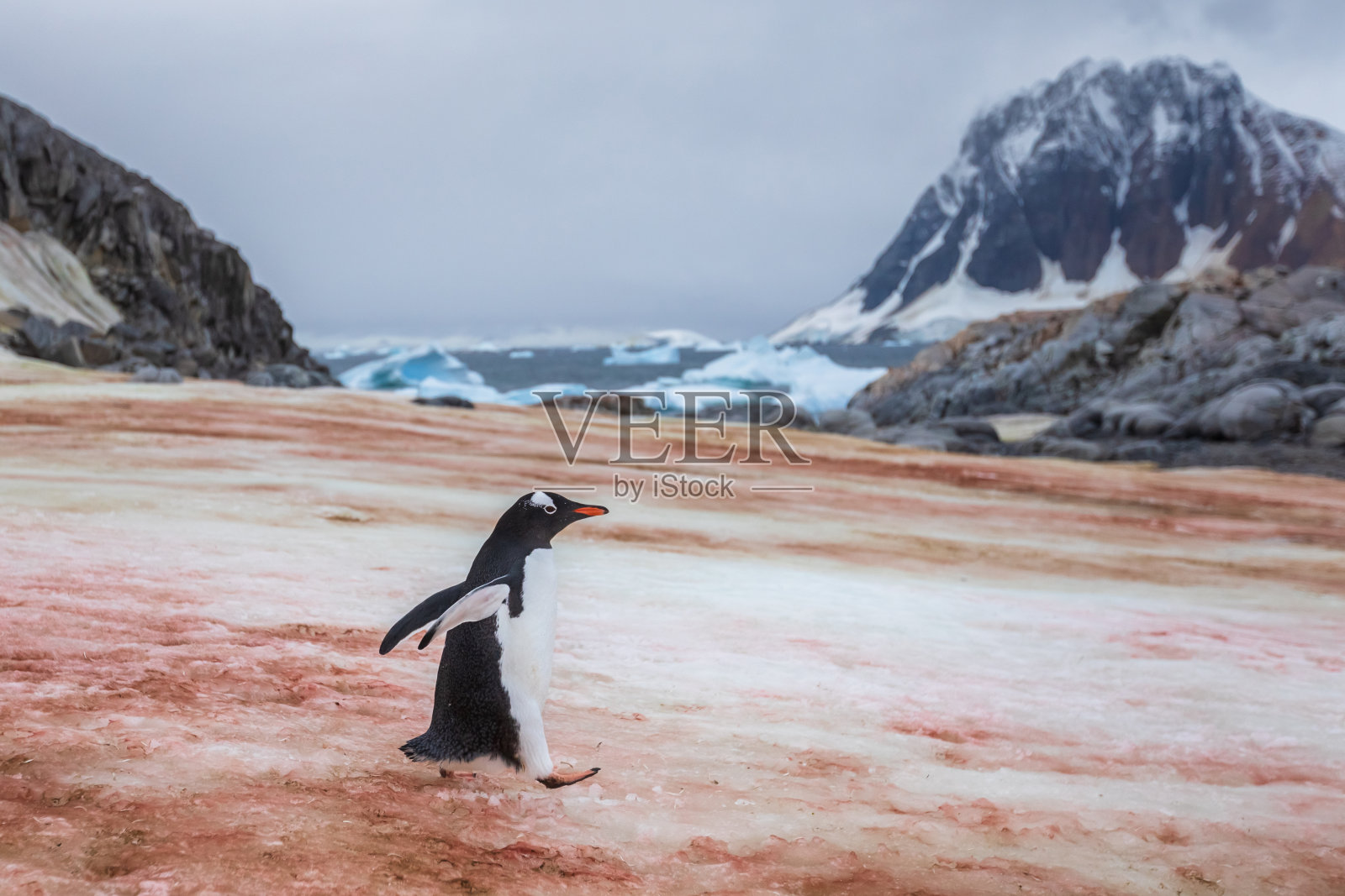 巴布亚企鹅走在南极洲的冰面上走向大海，橙色的斑点是因为企鹅群以磷虾为食，南极半岛照片摄影图片