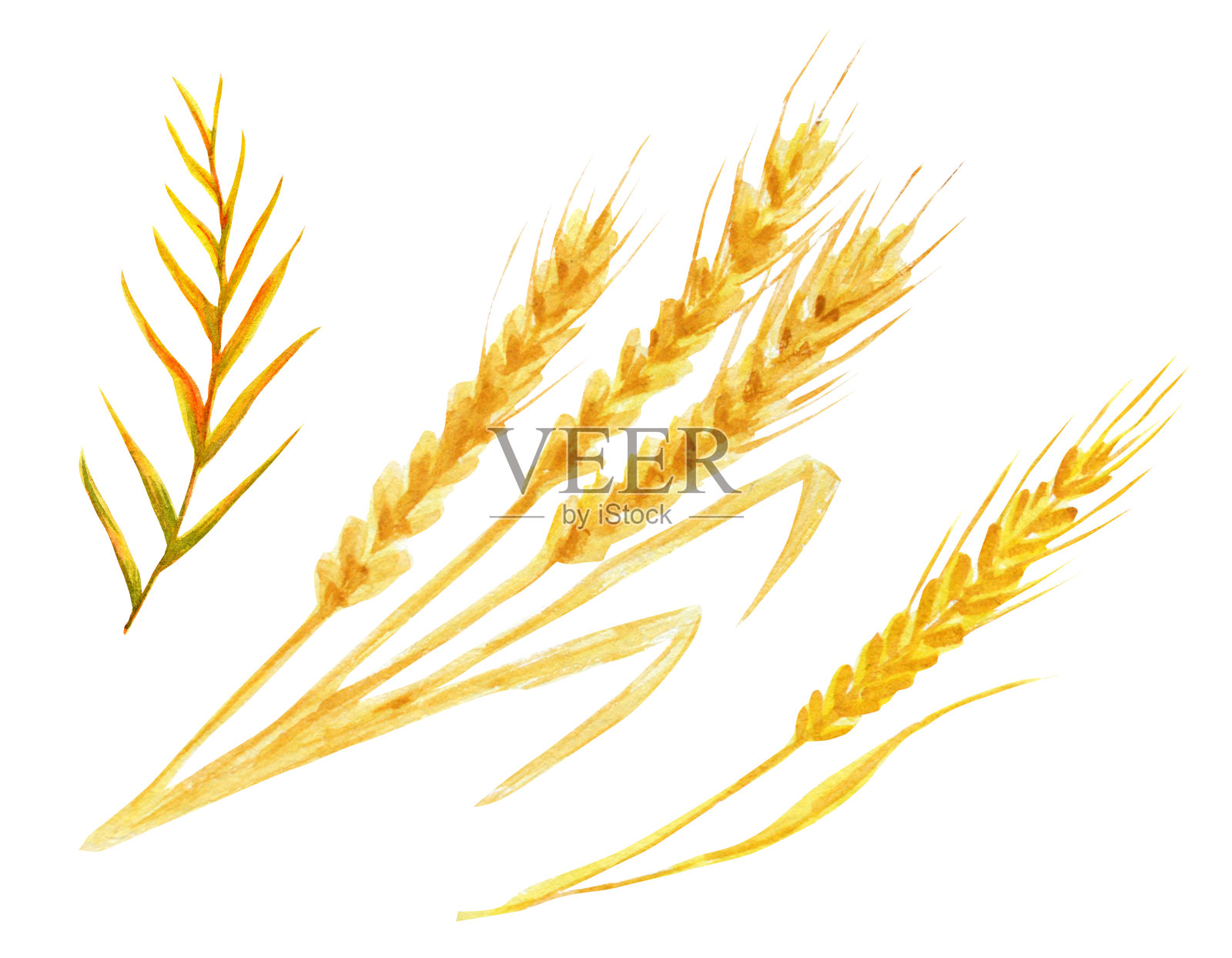 现实的小麦穗上的白色背景。水彩秋叶手绘插画。插画图片素材