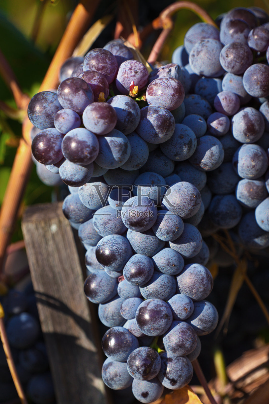 桑娇维塞葡萄成熟的葡萄在基安蒂，托斯卡纳，意大利照片摄影图片